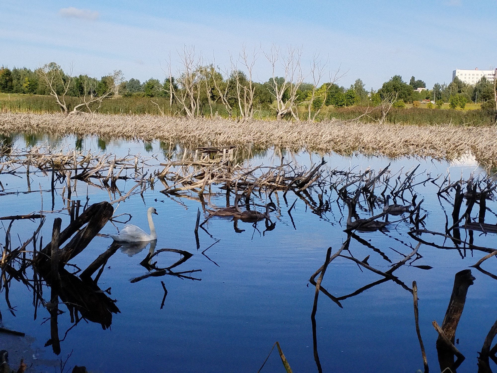 The image depicts a serene natural scene with a body of water reflecting the sky and surrounding vegetation. In the foreground, several white and brown swans are visible swimming amongst submerged and exposed branches and debris. One white swan is prominently featured on the left, while a group of brown swans is further to the right. The water is calm, with clear reflections of the dark, skeletal branches and the birds.
The background shows a dense line of trees, some with bare branches, suggesting a transition between seasons or a unique ecosystem. Beyond the trees, a modern, multi-story building with windows and a light-colored facade is visible, indicating the proximity of urban development to this natural area. The sky is a clear blue with a few wispy clouds. The overall impression is one of a tranquil natural habitat juxtaposed with hints of a nearby city.
This scene is located in the Loshitsa Park in Minsk, Belarus. Loshitsa Park is known for its diverse landscapes, including a river, ponds, and forested areas, and is a popular recreational spot for residents.