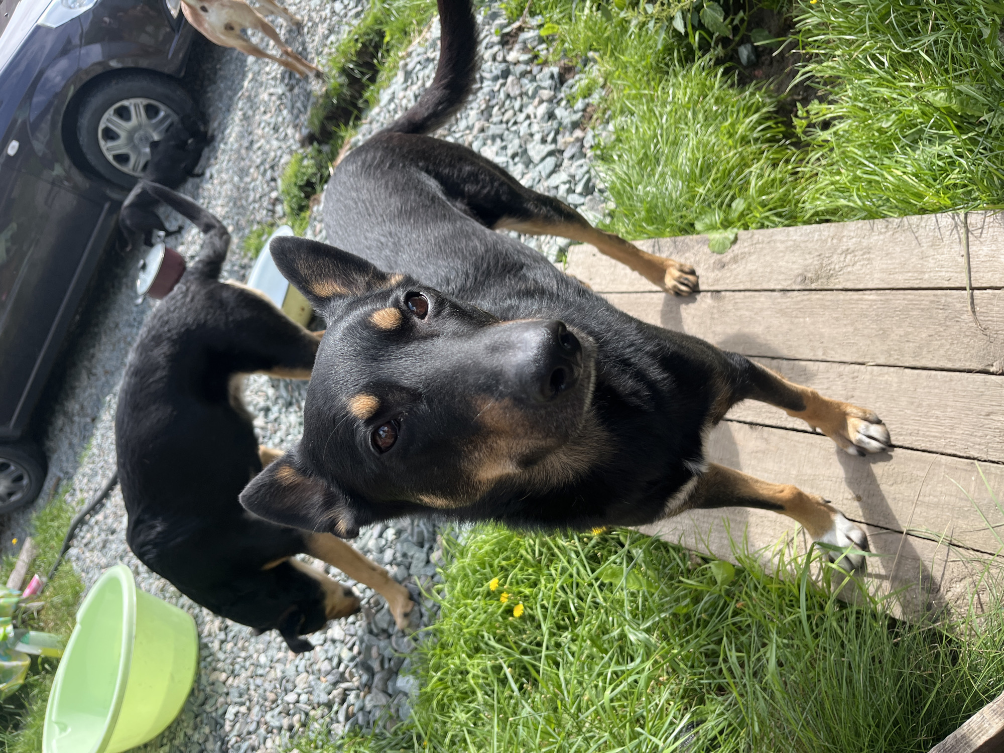 The image depicts an outdoor scene with several dogs. A black and tan dog is in the foreground, facing the camera. Another black and tan dog is behind it, sniffing near a green plastic tub. In the background, a light brown dog is visible near a car. The ground is covered in gravel and grass, with some yellow wildflowers scattered throughout. The scene appears to be a residential area. The image does not contain any information that would allow for the identification of the specific location within the city of Nizhny Tagil, Russia.