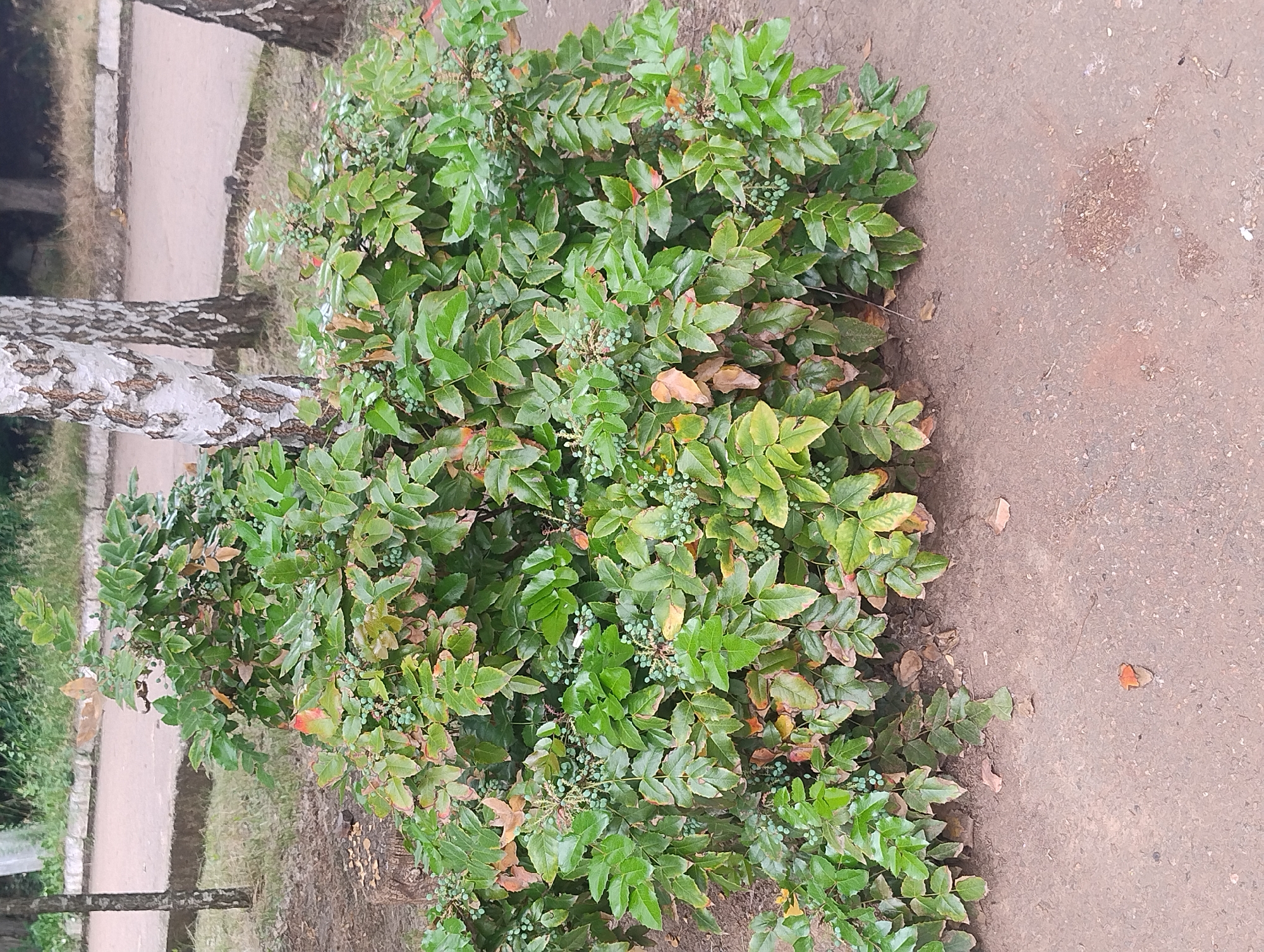 An outdoor medium shot captures a dense, leafy shrub with small green berries and some scattered orange-brown leaves. The shrub is situated on a greyish-brown paved surface. In the background, out-of-focus, a paved path runs behind the shrub, bordered by grass and more vegetation. Three trees are partially visible: a prominent birch tree with white and brown bark to the left of the shrub, and two darker, less distinct trees further in the background. The lighting suggests an overcast day. The scene is devoid of any people or animals.