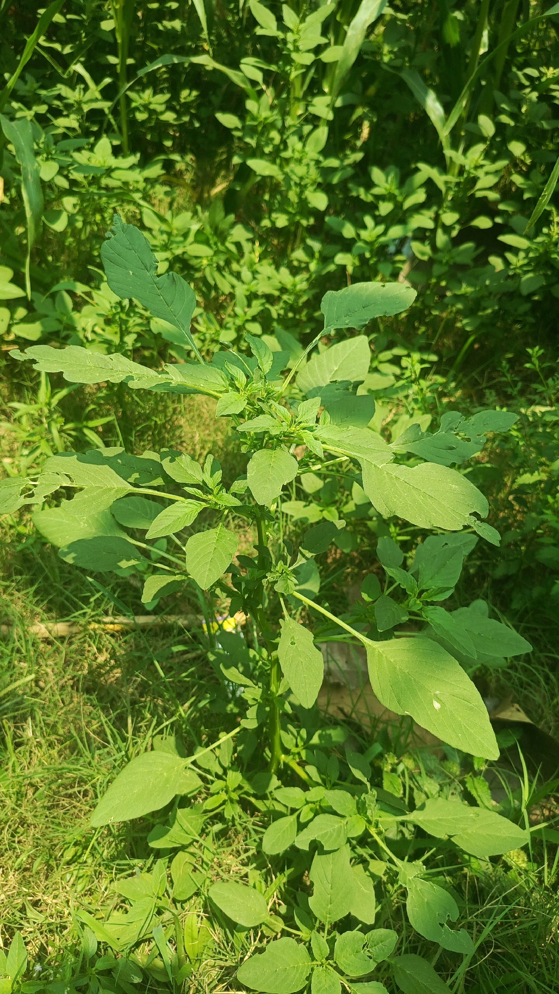 An eye-level, full-shot photograph displays a vibrant green plant with large, oval-shaped leaves growing in a sunny, outdoor environment. The plant is centrally located in the frame, with its stems reaching upwards and outwards, showcasing a lush, bushy appearance. The leaves are a deep, healthy green, with some exhibiting minor imperfections such as small holes or tears, suggesting natural weathering or insect activity. Sunlight illuminates the foliage, creating subtle shadows and highlighting the textures of the leaves. The background consists of a dense growth of smaller green plants and blades of grass, creating a natural, wild setting. Hints of taller, thinner stalks are visible behind the main plant, adding depth to the scene. The overall impression is one of abundant natural growth in a garden or uncultivated area. This scene appears to be in Bajang, Indonesia, based on the provided location context.