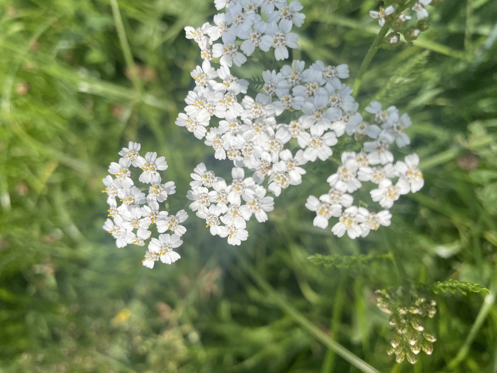 A close-up, outdoor, vertical shot shows clusters of small white flowers with yellow centers, appearing to be yarrow, against a blurred green background of grass. The flowers are arranged in flat-topped clusters, with individual blossoms clearly visible. In the lower left portion of the image, there is a cluster of unopened flower buds. The lighting suggests a sunny day, with some areas of bright illumination and soft shadows. The overall impression is one of a natural, wild setting. The image does not contain any people or identifiable man-made structures. This scene could be found in a park or a field within the city of Krasnogorsk, Russia, where such wildflowers are common during warmer months.