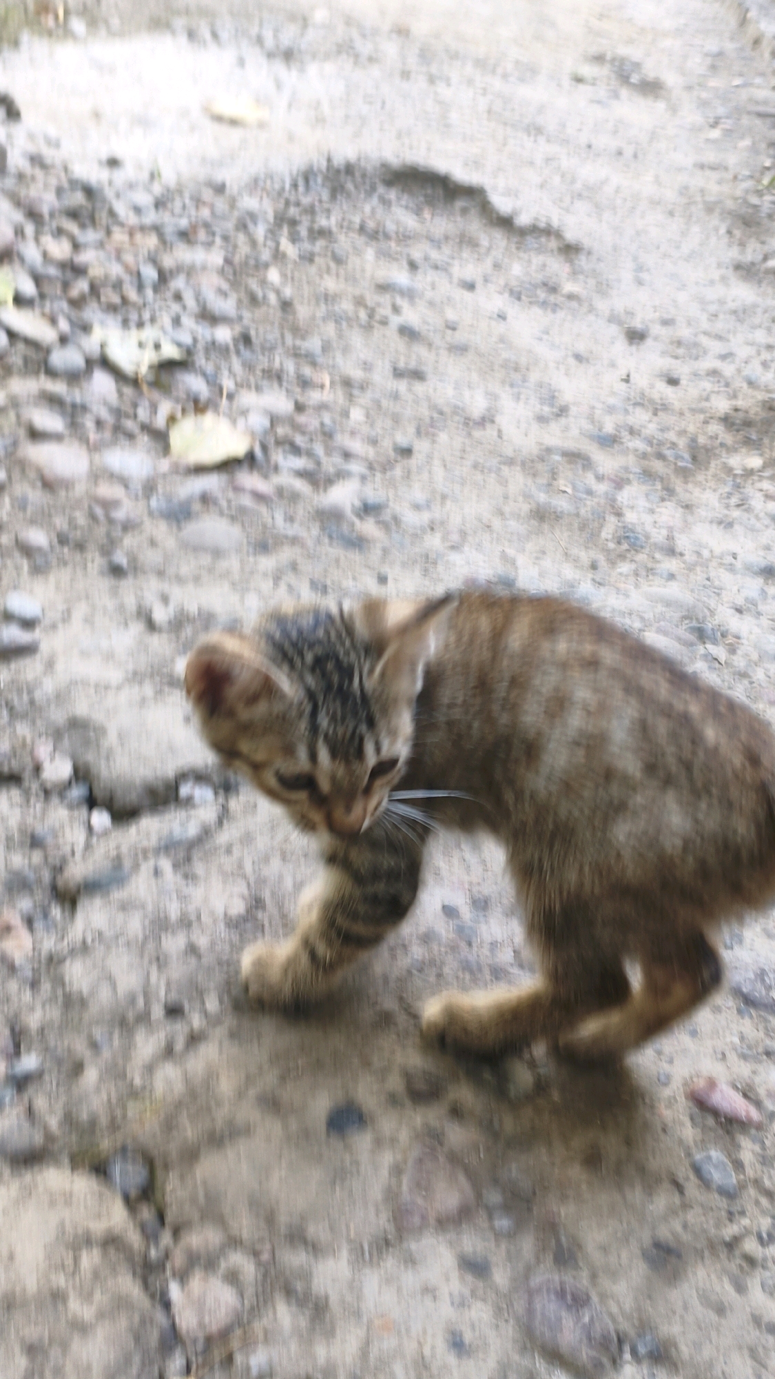 A blurry, low-angle shot captures a tabby kitten walking on a rough, gravelly surface. The kitten is primarily brown with darker stripes and has white whiskers. Its head is lowered, and its body is slightly hunched, suggesting movement or curiosity. The ground is composed of small, grey, and brown stones, with some larger, lighter-colored rocks and patches of lighter-colored soil or concrete. There are a few scattered dry leaves on the ground. The background is out of focus, showing more of the same gravelly texture. The scene appears to be an outdoor, unpaved area. The location is identified as Mehnatabad, Uzbekistan.