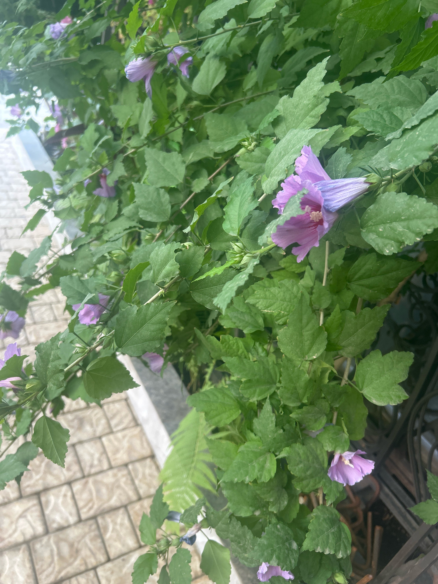 This image shows a close-up of purple hibiscus flowers blooming on a bush. The bush is situated next to a paved walkway made of tan rectangular tiles. A black metal fence is partially visible in the background. The scene is outdoors, likely in a garden or along a street. There are no people or animals present in the image. The lighting suggests it is daytime.
