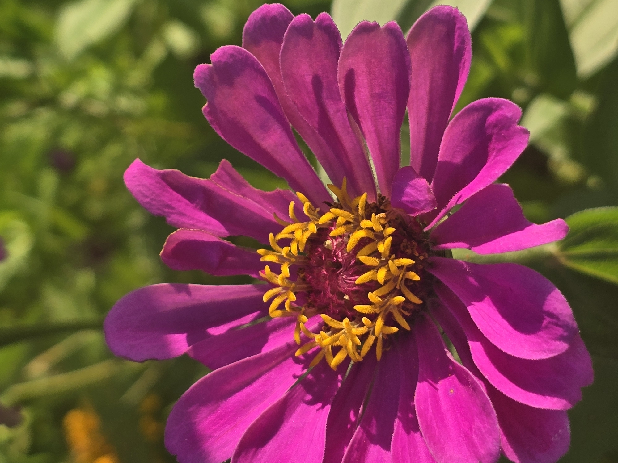 A close-up, vertical shot focuses on a vibrant magenta zinnia flower in the foreground. The petals are broad and slightly curled, with a velvety texture and subtle ridges. The center of the flower features a cluster of bright yellow stamens with dark red pistils. Sunlight casts shadows across the petals, highlighting their shape and depth. The background is softly blurred, showing green foliage and a hint of yellow from another flower, suggesting an outdoor garden setting. The image was taken in Marietta, United States.