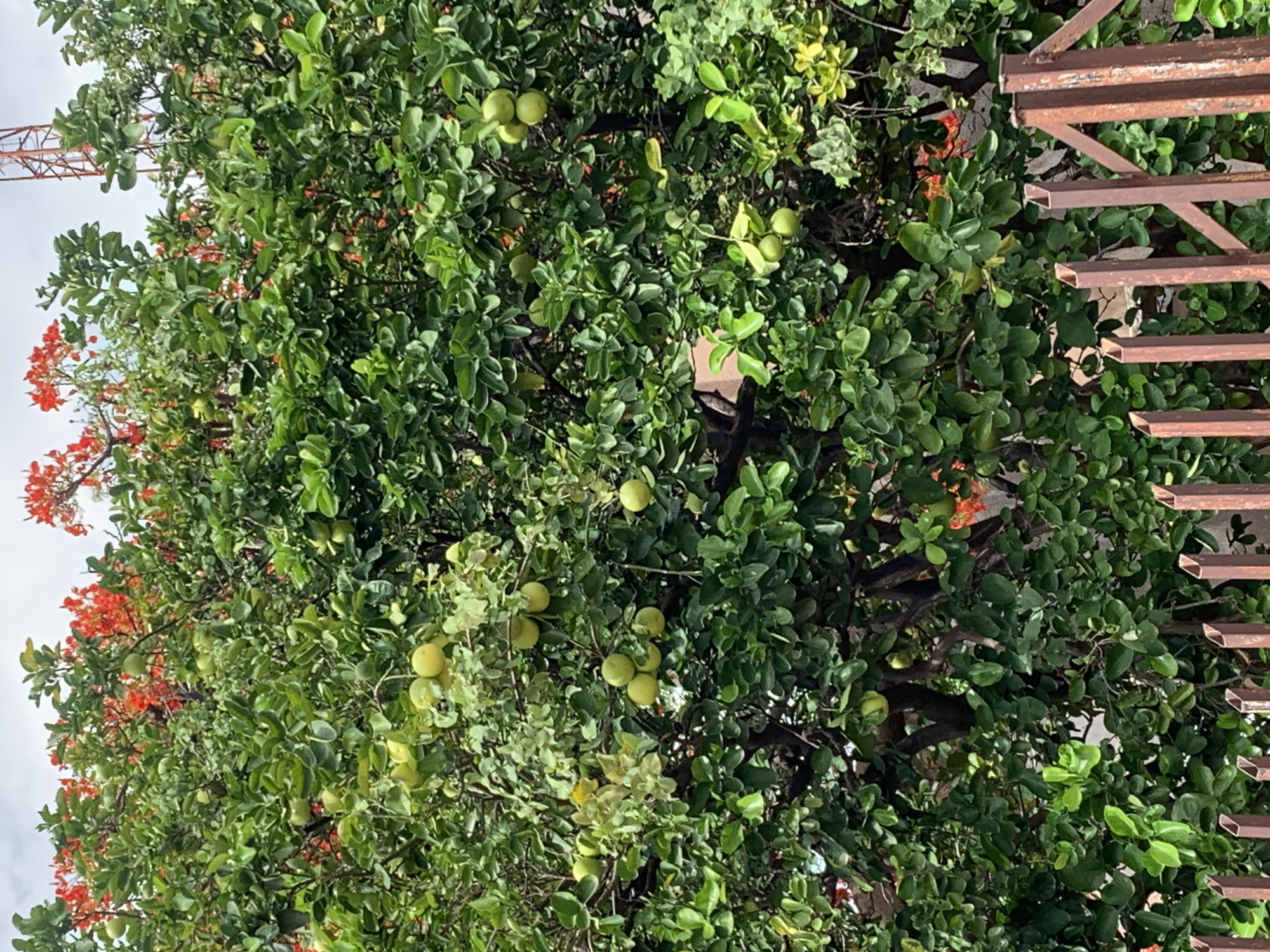This image, taken in New Stadium, Nigeria, captures a dense tree laden with numerous spherical green to yellowish-green fruits, consistent with citrus. The tree's canopy is a vivid green, with small, ovate leaves. Behind and above this tree, vibrant clusters of bright orange-red flowers, characteristic of a flamboyant tree (Delonix regia), are visible. An overcast sky forms the backdrop, and a red-painted lattice telecommunications tower is partially visible in the upper right quadrant. In the foreground, a weathered brown metal fence, comprising vertical square-section posts and diagonal supports, partially obstructs the base of the fruit-bearing tree. No individuals or discernible actions are present in the scene.