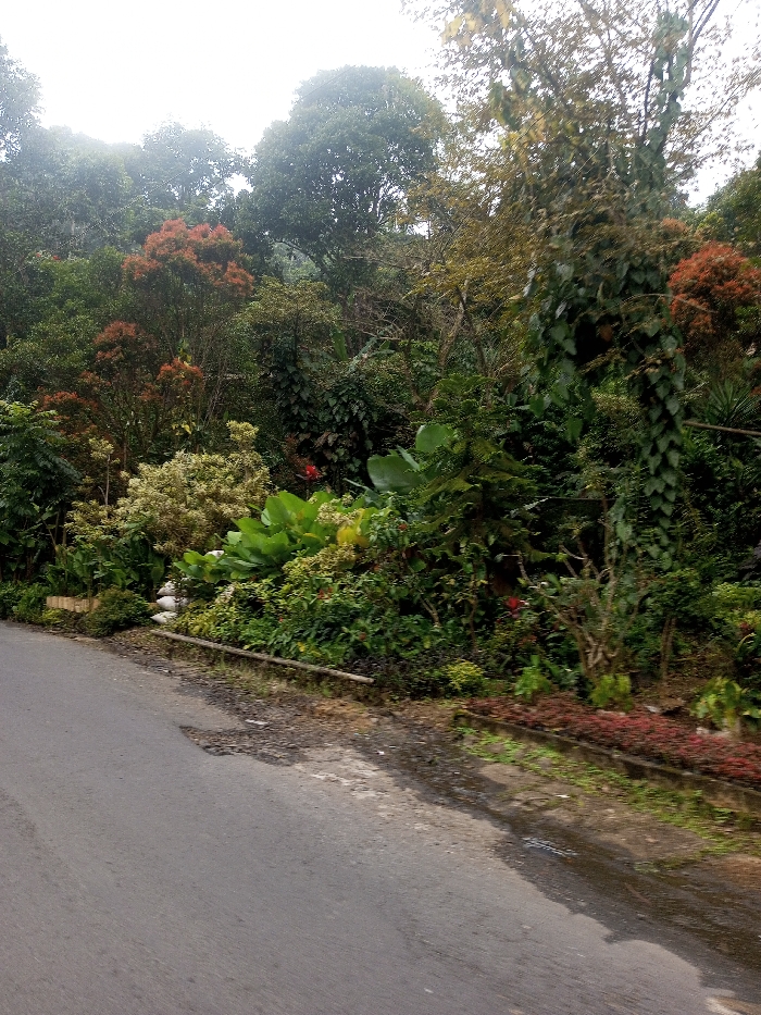 A narrow asphalt road runs along a lush, dense hillside. Various green plants, bushes, and trees grow abundantly, with patches of orange and white foliage. Large-leafed plants add to the jungle-like ambiance. Patches of small red flowers adorn the border. The scene is overcast, contributing to a muted color palette. The road shows signs of wear, and a wet area reflects the surrounding greenery.