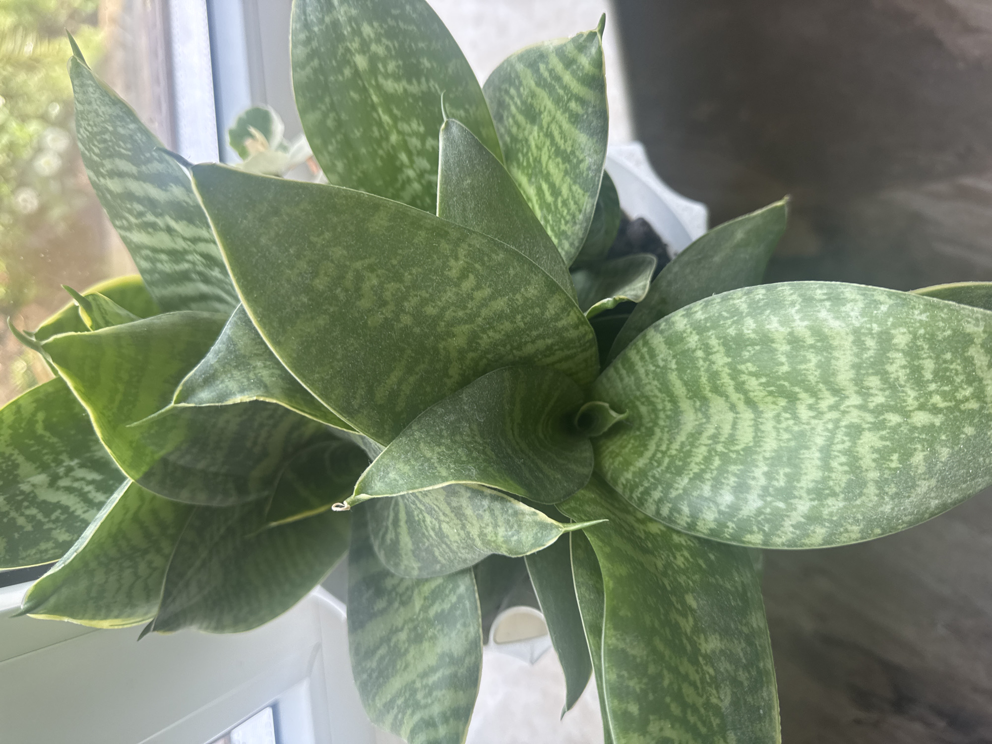 The image shows a close-up, top-down view of a potted Sansevieria trifasciata (snake plant) with variegated green and light green leaves. The plant is in a white pot, which is partially visible. The background suggests the plant is placed near a window, with blurred outdoor greenery and sunlight visible through the glass. The environment appears to be indoors, likely a home or office. The city of Razdolnoye, Russia is not mentioned in the visual information provided by the image.