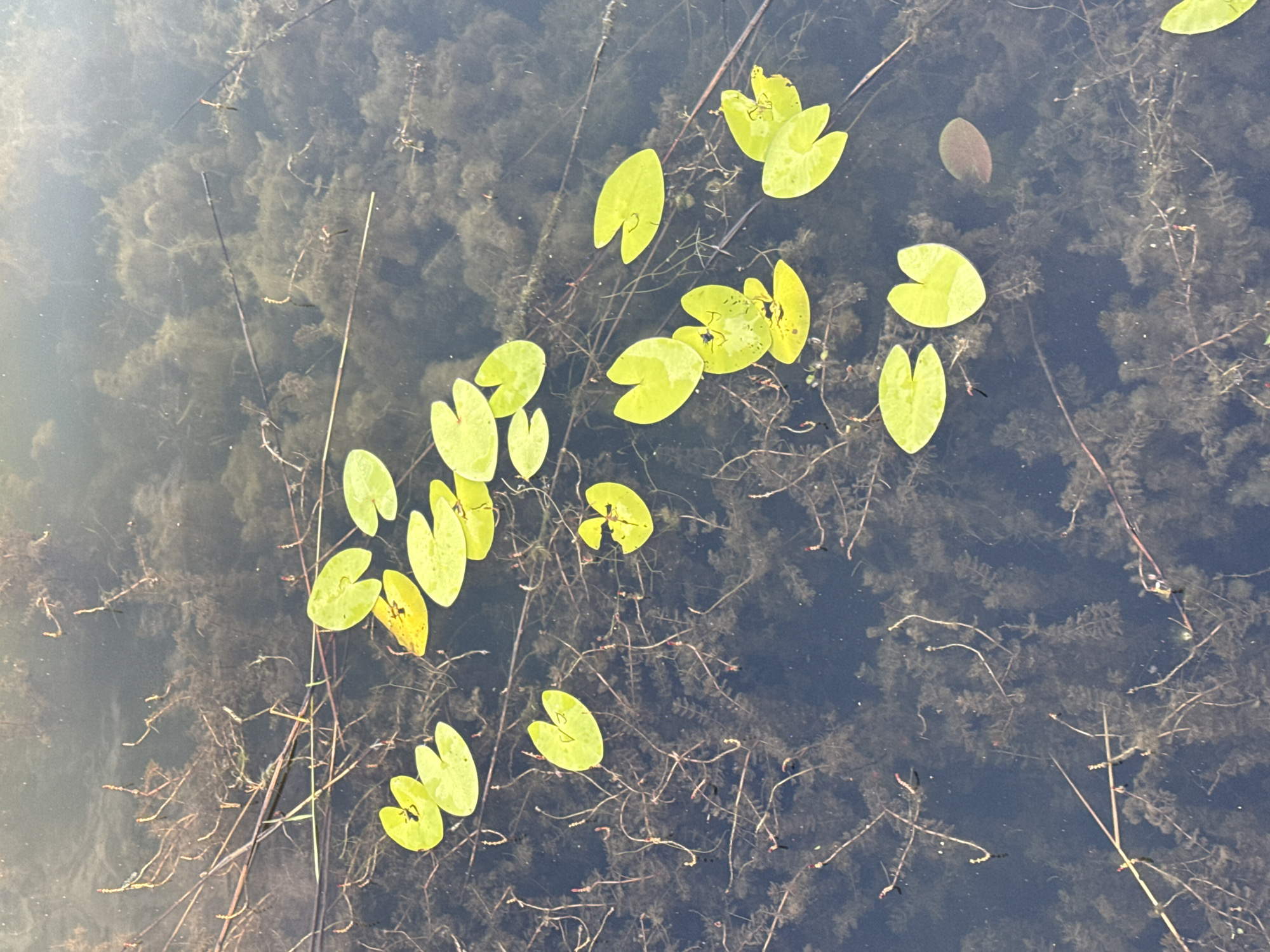 A high-angle medium shot captures a section of a body of water, possibly a pond or slow-moving river, with numerous lily pads floating on the surface. The water is dark and murky, with visible aquatic vegetation submerged beneath. Several green lily pads, some with yellowing edges, are scattered across the frame. One reddish-brown lily pad is also present. Thin, dry twigs or reeds lie on the water's surface and are also submerged. The scene is an outdoor environment in a natural setting. There are no people or animals visible in the image. The image does not provide any information that would allow for identification of the city of Nizhny Novgorod, Russia.