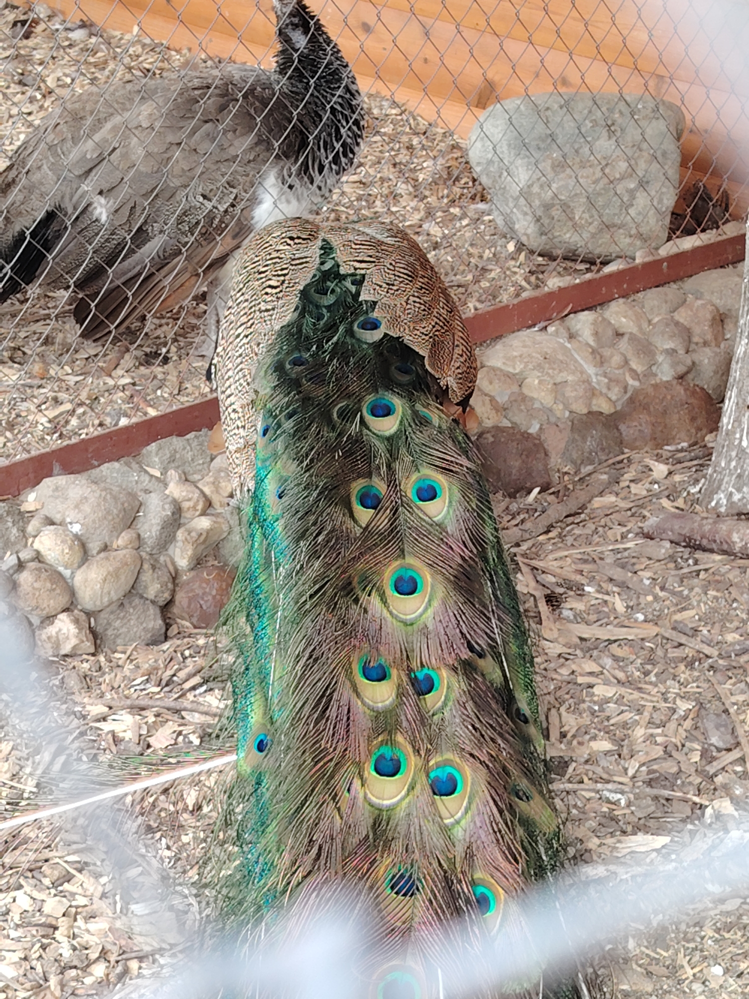 The image captures two peacocks inside a chain-link fence enclosure at the Minsk Zoo in Minsk, Belarus. In the upper left quadrant, a greyish-brown peacock, possibly a peahen or a male without its full breeding plumage, is seen from its back and upper neck, partially obscured by the fence wires. Its plumage is uniformly grey-brown, with a darker, almost black, head and neck. Adjoining this bird, and dominating the central and lower portions of the frame, is the rear view of a male peacock, identifiable by its iridescent tail feathers. These feathers, displaying multiple distinct "eyespot" patterns in vibrant shades of green and blue with light tan outlines, are fanned out and hanging downwards. A section of the male's body feathers, exhibiting a striped brown and tan pattern, is visible above the base of its tail. The ground within the enclosure is covered with light-colored wood chips, interspersed with small stones and dirt. In the background, a light brown wooden wall forms the perimeter. A large, smooth, grey rock rests in the mid-ground, positioned against the wooden wall. Below this, a horizontal reddish-brown beam or barrier is present, beneath which a cluster of smaller, irregularly shaped rocks is visible. A tree trunk partially enters the frame on the far right. No people are visible.