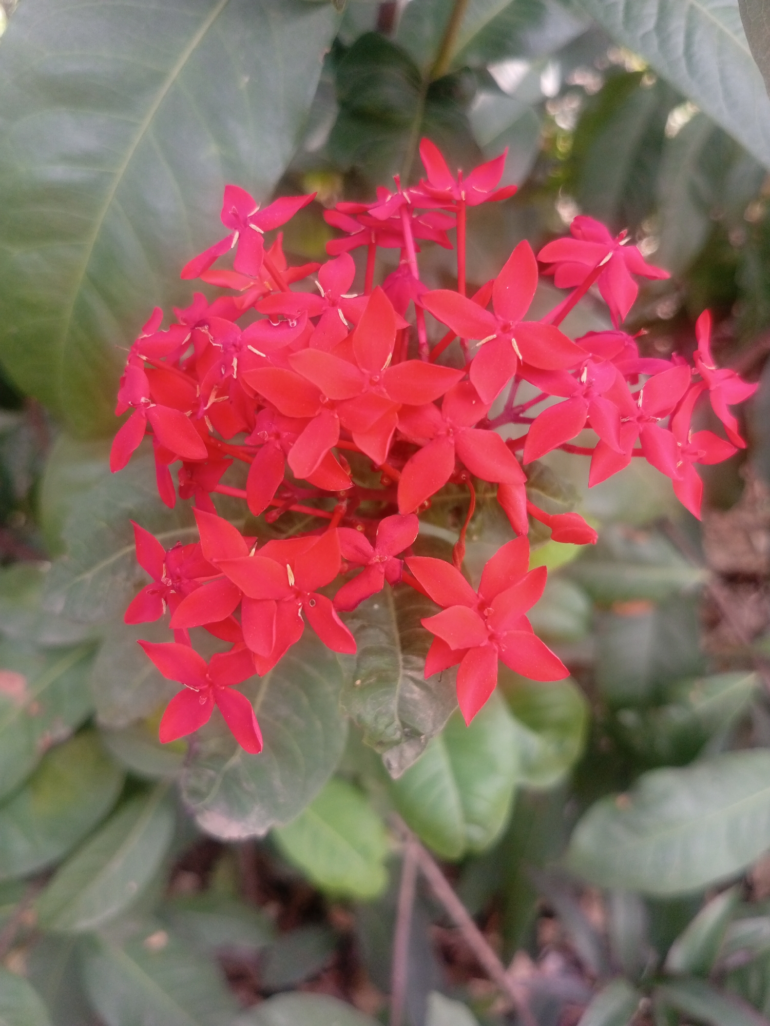 The image shows a cluster of bright red Ixora flowers surrounded by green leaves. The flowers are the focal point, with their small, four-petaled blooms densely packed together. The leaves are large and provide a backdrop to the vibrant flowers. The scene appears to be outdoors in natural light. No specific location in the city of Unknown, Unknown, is discernible from the image.