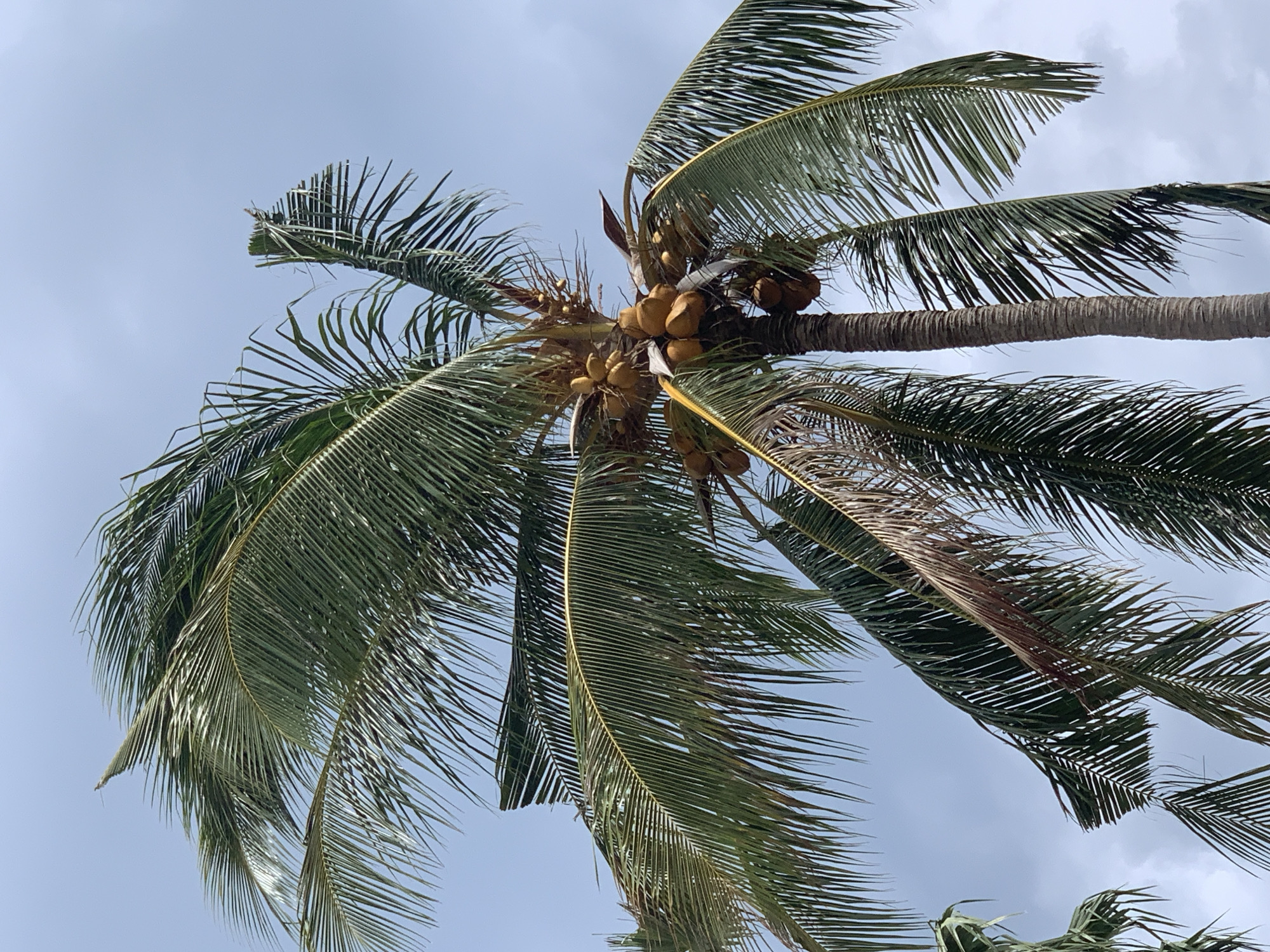 The image depicts a mature coconut palm tree with a thick, textured trunk against a pale blue, overcast sky. Clusters of ripe coconuts, varying in shades of yellow and brown, hang from the upper part of the tree. The palm's fronds are lush and green, with some showing signs of dryness or damage, especially at the tips, and are swaying gently, indicating a light breeze. The view is from below, looking upwards towards the tree and the sky. The scene appears to be in an outdoor tropical environment, consistent with the location of Ko Samui District, Thailand. There are no people or animals visible in the frame.