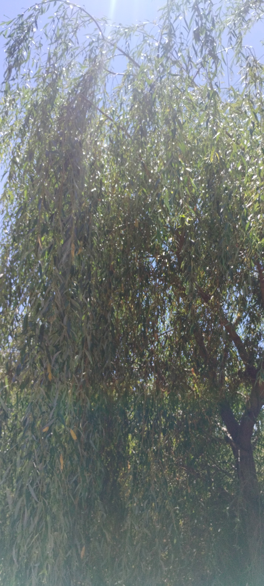 A weeping willow tree is seen from below, with its long, drooping branches and narrow green leaves filling most of the frame. The bright blue sky is visible through the canopy of leaves, with a lens flare from the sun in the upper left corner. The tree is in an outdoor setting, likely a park or garden, given the presence of a natural tree in a city like Yaroslavskaya, Russia. The image is taken during the day, indicated by the bright sunlight and clear sky. No people or other objects are clearly visible.