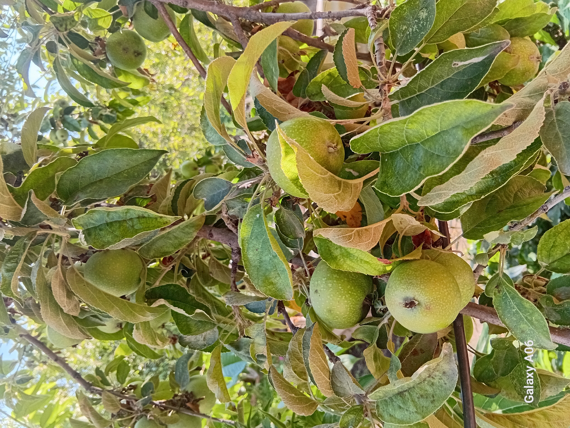 A close-up, eye-level shot captures an apple tree branch laden with young, green apples and foliage. The apples, varying in size, are scattered amongst the leaves, some appearing more mature than others. The leaves exhibit a mix of vibrant green and some showing signs of browning and dryness, particularly along the edges. The sunlight filters through the leaves and branches, creating a dappled effect and highlighting the texture of the fruit and foliage. The background consists of further foliage and branches, rendered in soft focus, suggesting an outdoor setting. The image is taken in the city of Kojo-Aryk, Kyrgyzstan. There are no people or animals present in the frame.
