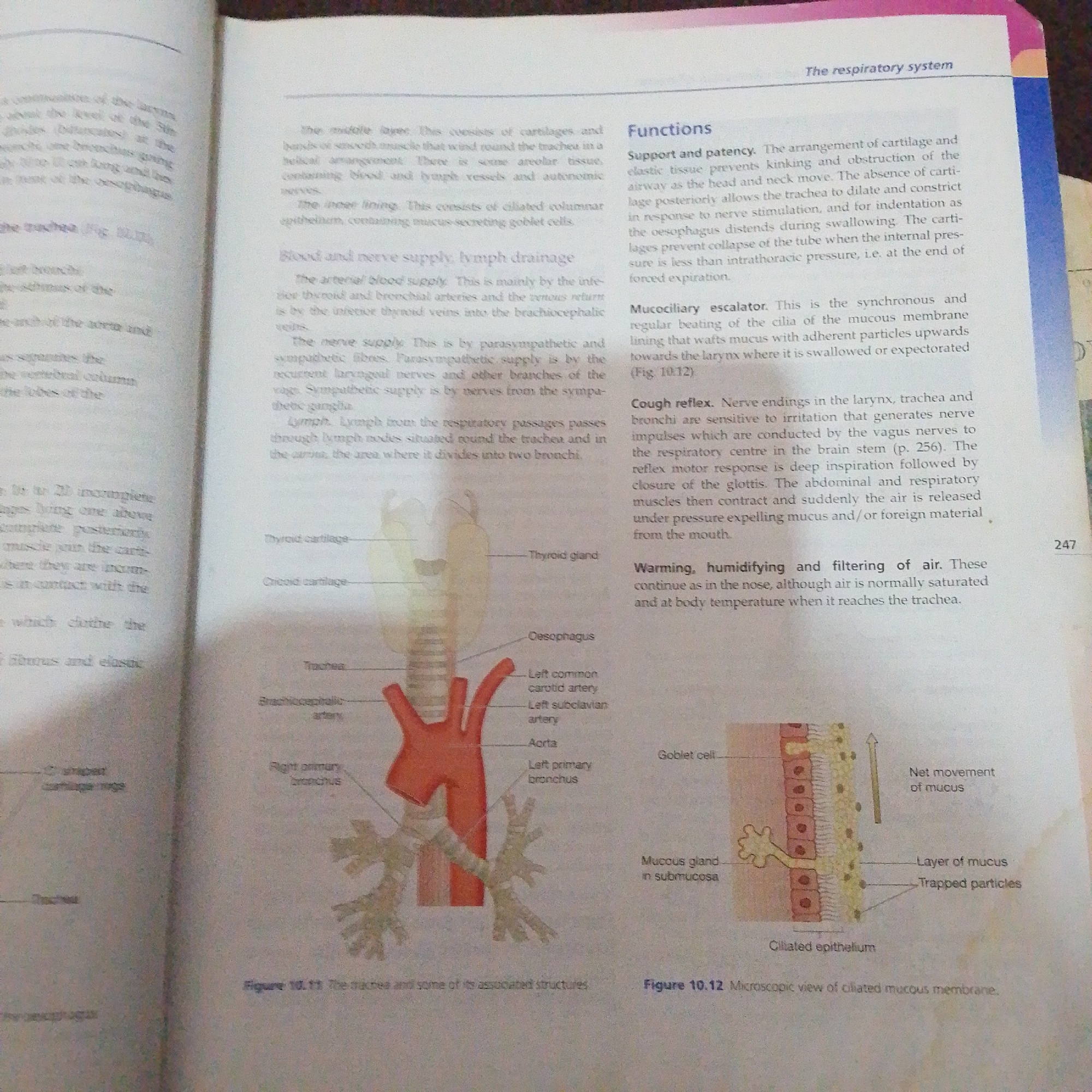 The image displays two pages from a textbook discussing the respiratory system. The left page shows anatomical illustrations of the trachea and its associated structures, including the thyroid cartilage, cricoid cartilage, esophagus, left common carotid artery, left subclavian artery, aorta, and the primary bronchi. The right page contains text describing the functions of the respiratory system, such as support and patency, mucociliary escalator, and cough reflex. It also details the warming, humidifying, and filtering of air. A diagram illustrating the microscopic view of the ciliated mucous membrane is also present on the right page. The pages are laid flat, suggesting they are from a book being studied or referenced. There is no discernible connection to Jalingo, Nigeria, nor any elements that would indicate a forensic scene.