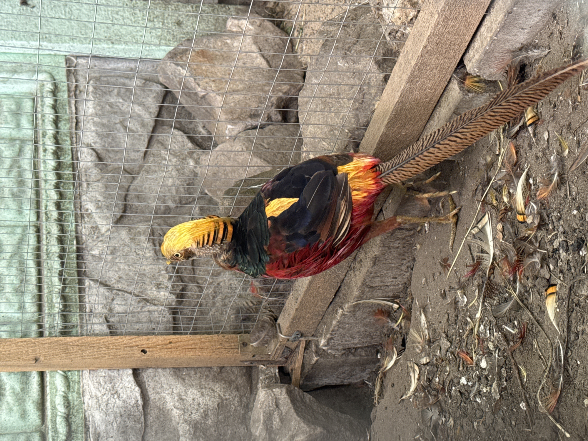 The image shows a Golden Pheasant inside a cage in Heniivka, Ukraine. The pheasant has vibrant yellow, red, black, and green plumage. Its long, patterned tail feathers are prominently displayed. The cage appears to be constructed with wire mesh and wooden beams. Behind the cage, large grey stones form a textured wall. The ground inside the enclosure is dry and dirt-like, with scattered feathers. The lighting suggests it is daytime, with no indication of specific weather conditions. The scene is a close-up view of the bird within its enclosure, highlighting its striking colors and the details of its feathers. There is no visible text in the image.
