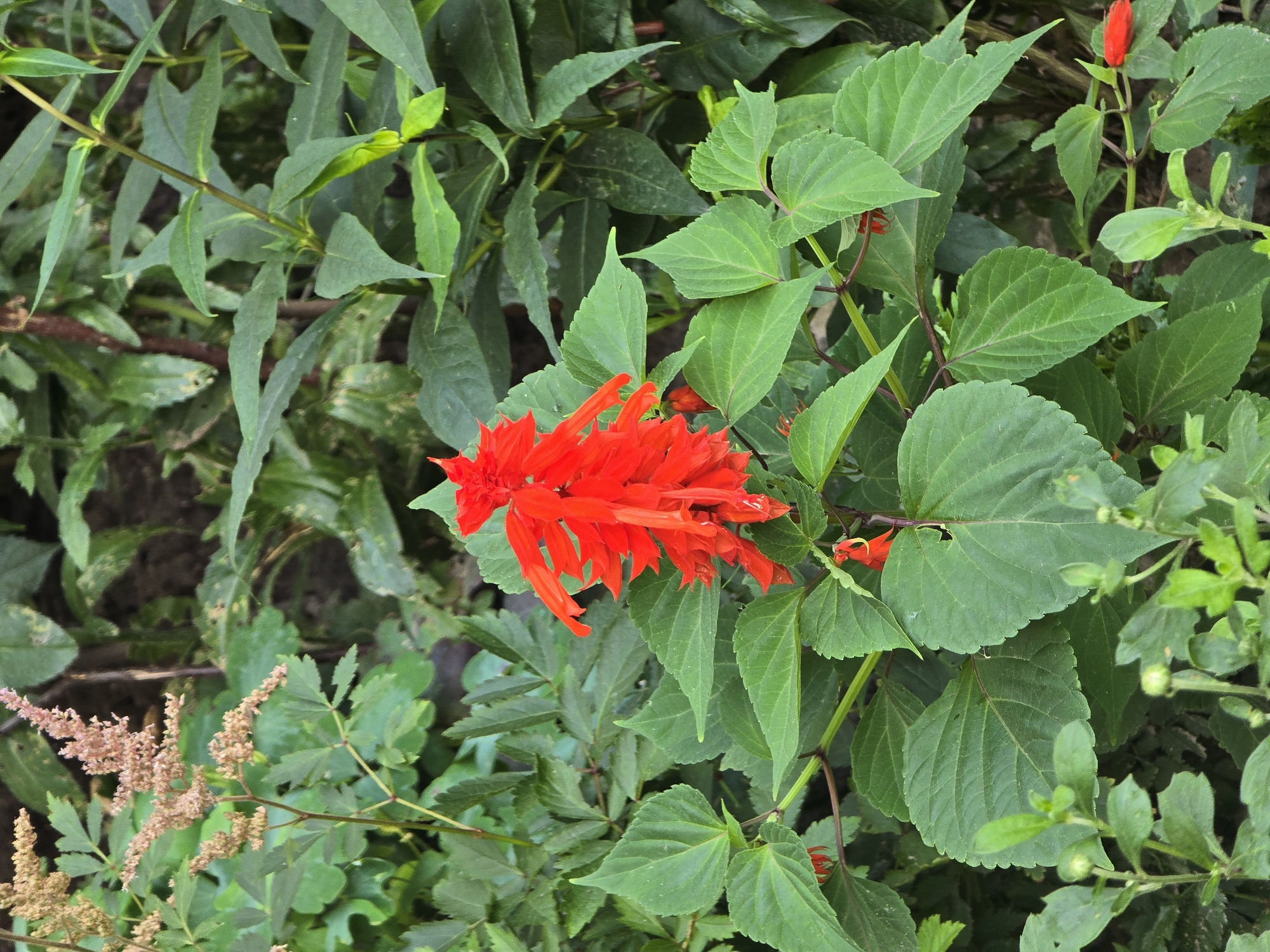 In Vyshneve, Ukraine, a close-up, eye-level view captures a vibrantly red salvia flower. The flower, with its tightly clustered, tubular petals, is the central focus, positioned slightly to the left of the frame. It is surrounded by lush, green foliage. The leaves are varied in shape and size, some broad and ovate with serrated edges, others more elongated and pointed. The stems of the salvia plant are a deep reddish-brown. In the background, other plants are visible, including a feathery, pale pink astilbe flower spike to the upper left. The lighting suggests it is daytime, with soft illumination that highlights the textures of the leaves and the intensity of the red petals. There are no people or animals present. The scene depicts a natural outdoor environment, likely a garden or park setting.
