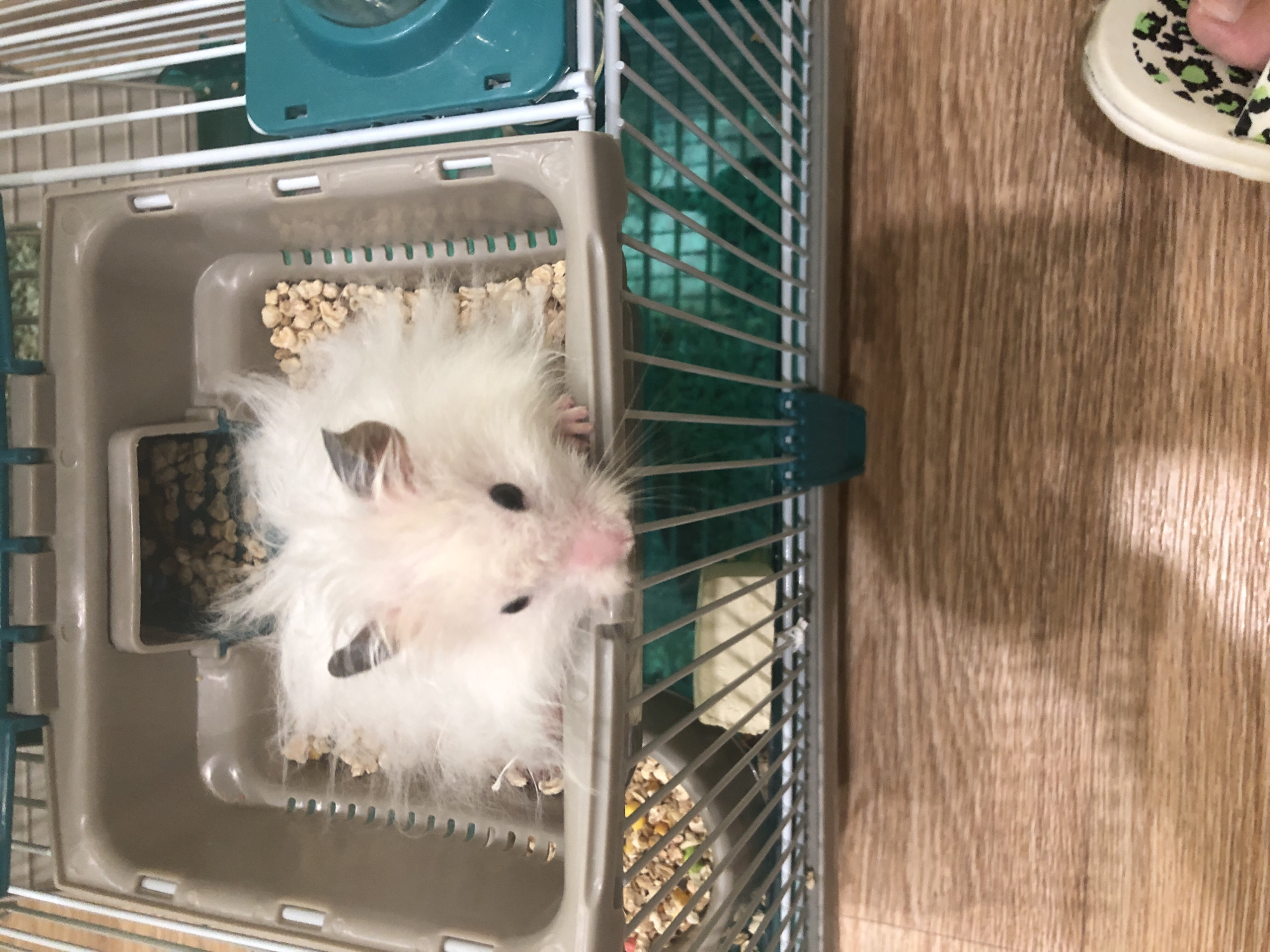 A fluffy, white hamster with dark eyes and a pink nose is visible inside a clear plastic and metal hamster cage. The hamster is resting its front paws on the edge of the cage, looking towards the camera. Its fur is long and soft, obscuring much of its body. The cage contains a beige plastic base filled with bedding material, including small pieces of wood shavings and some scattered seeds. The cage has green plastic bars and a teal blue accessory attached to the top. The cage is placed on a wooden floor with visible grain patterns. To the right of the cage, a portion of a white slipper with a black and green leopard print design is visible, with a person's toe peeking out from underneath. The lighting suggests an indoor setting, likely during the daytime.