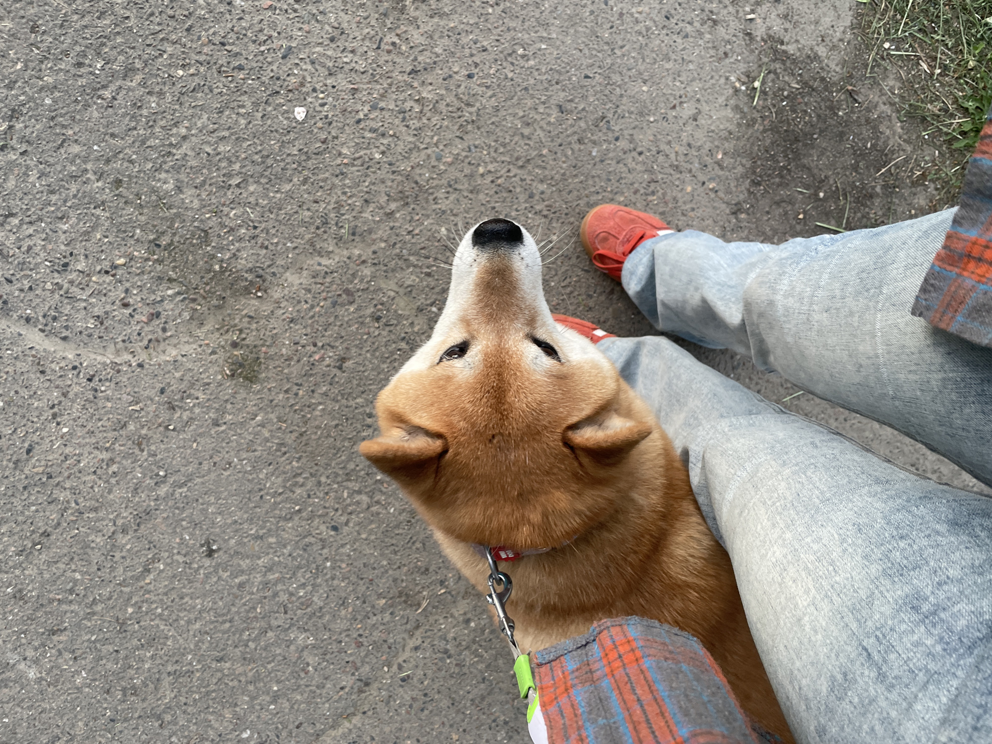 An overhead shot captures a person standing on an asphalt path next to a Shiba Inu dog in Zheleznogorsk, Russia. The person is wearing light blue jeans, bright red sneakers with white soles, and a plaid shirt featuring orange, blue, and gray checks. The dog, with reddish-brown fur, pointed ears, and prominent whiskers, is looking directly upwards with its nose pointed towards the sky. It wears a red collar with a small, illegible white logo or text, to which a silver leash clip is attached, leading to a lime green leash handle held by the person. The ground is a rough, dark grey asphalt surface with scattered small pebbles and some dry grass visible on the right side. The scene is brightly lit, suggesting daylight. The high-angle perspective focuses on the dog's upward gaze and the person's lower body, creating a sense of intimate companionship during an outdoor stroll.