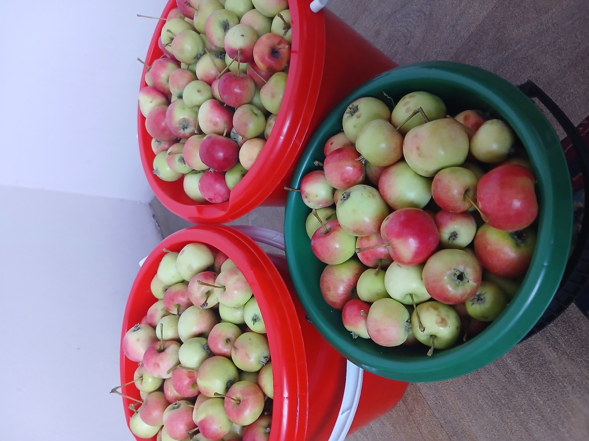 Three buckets of apples are displayed in an indoor setting. The largest bucket, a vibrant red, is on the left and is overflowing with apples, many of which have red and green coloring. Another red bucket, slightly smaller, is on the right, also filled with apples. In the foreground, a green bucket is filled with a variety of apples, predominantly green with some red blushing. The apples appear to be small, possibly crabapples or a similar variety. The background consists of a light-colored wall and a textured floor.