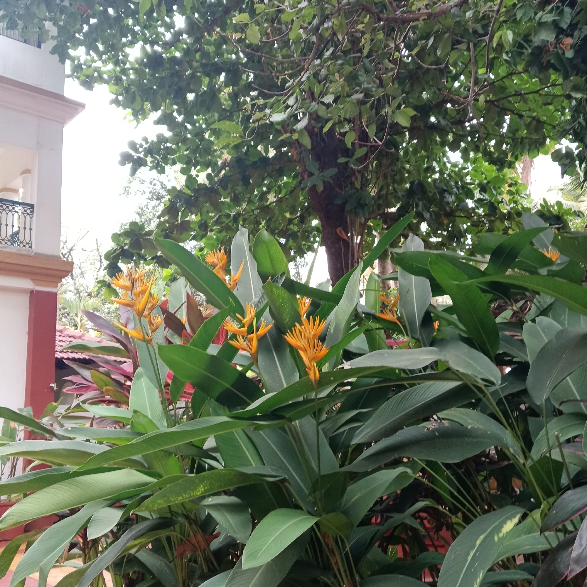 The image depicts a lush garden scene, possibly in Anjuna, India, given the tropical vegetation. A building with white walls and a reddish-brown trim is visible on the left side of the frame, featuring a small balcony with dark metal railings. In the foreground are several clumps of plants. A large shrub of Heliconia psittacorum flowers, easily identified by its vibrant orange, bird-like blooms, dominates the view. Interspersed among the Heliconia are plants with large, elliptical green leaves, possibly banana plants or a related species. Behind these flowering plants, a patch of vegetation with red and purple foliage adds another layer of color to the scene. A large tree with dense green foliage fills the upper portion of the frame. The sky appears overcast, casting a soft, diffused light over the landscape.
