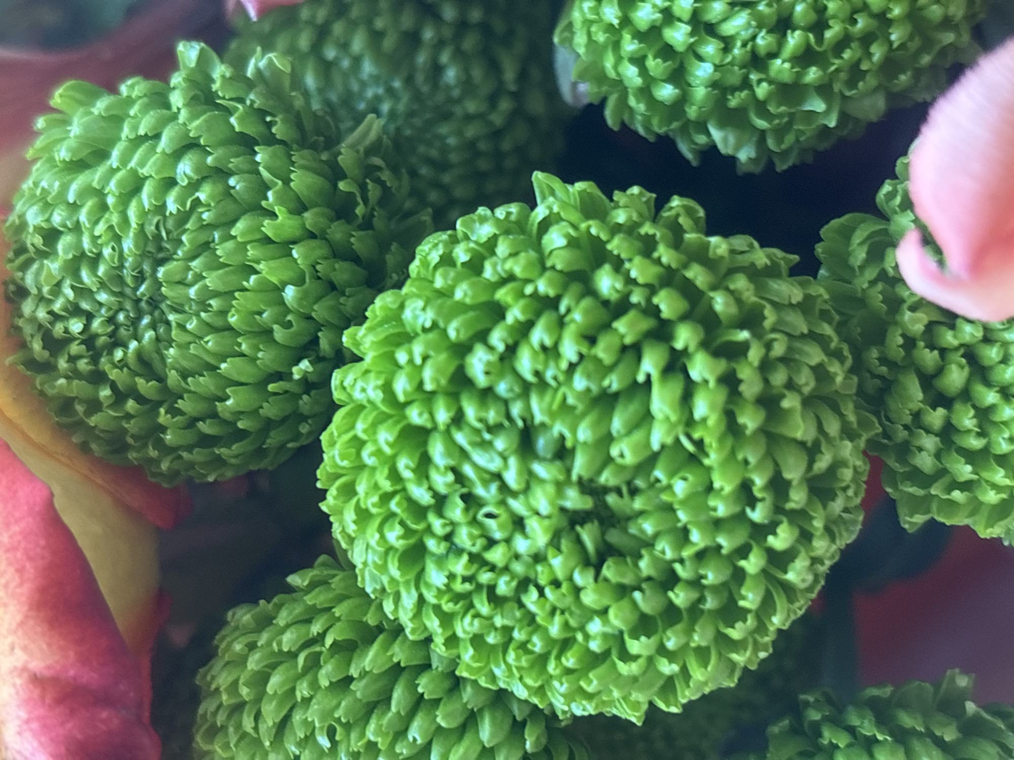 A close-up, macro photograph showcases a cluster of bright green, spherical chrysanthemums. The petals are tightly packed, giving the flowers a textured, almost pom-pom-like appearance. In the background, hints of soft pink and yellow petals from other flowers are visible, creating a blurred, vibrant bokeh effect. The lighting highlights the intricate details and vibrant hue of the green chrysanthemums. The image appears to be a studio shot or a carefully arranged floral display, and its location in Novaya Usman', Russia cannot be determined from the visual information provided.