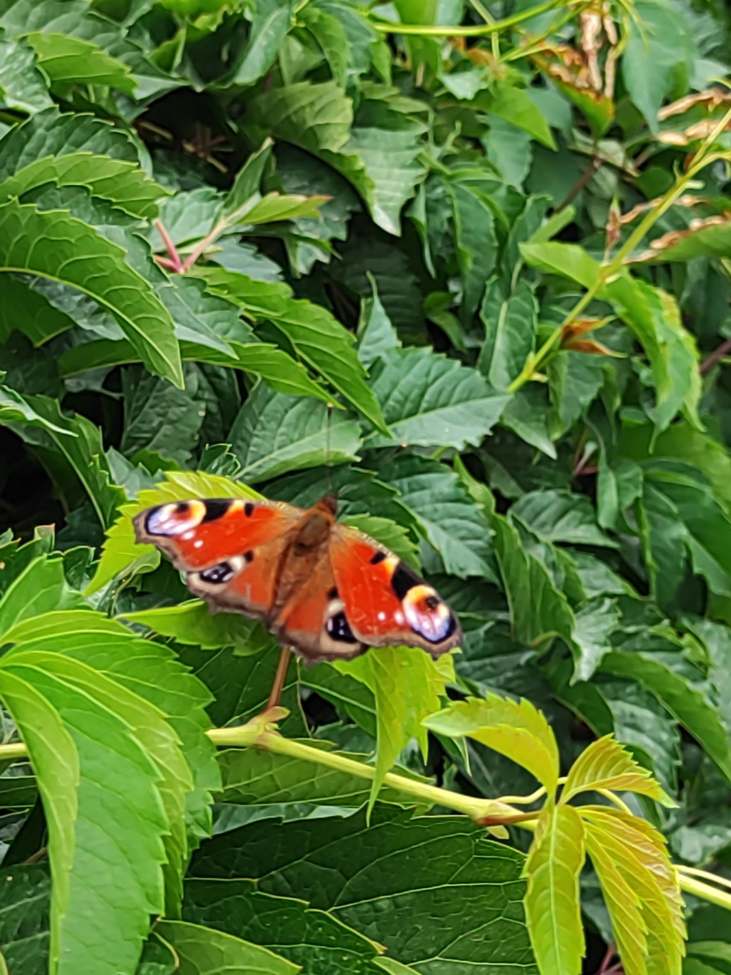 A peacock butterfly, with distinctive orange and black markings and blue-ringed eye spots on its wings, is perched on a vibrant green leaf amidst lush foliage. The background consists of densely packed green leaves and stems, suggesting a natural or garden setting. The lighting indicates it is daytime. There are no people or man-made structures visible in the image. The scene is set in Almaty, Kazakhstan.