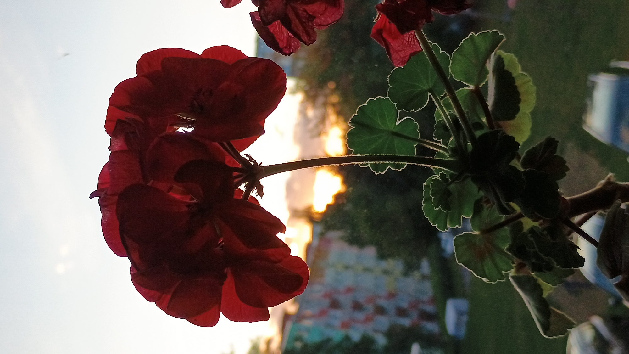 A close-up, backlit shot of a red geranium plant in Sokolov, Czechia, is captured on a windowsill. The vibrant red petals of the flower are silhouetted against a soft, hazy sky, with the setting sun visible as a bright, diffused glow behind the plant. The leaves of the geranium are a deep green, with their edges highlighted by the backlight, creating a subtle luminescence. In the background, the blurred shapes of buildings and trees suggest an urban environment. The overall mood is tranquil and serene, highlighting the beauty of the flower against the backdrop of the transitioning sky.