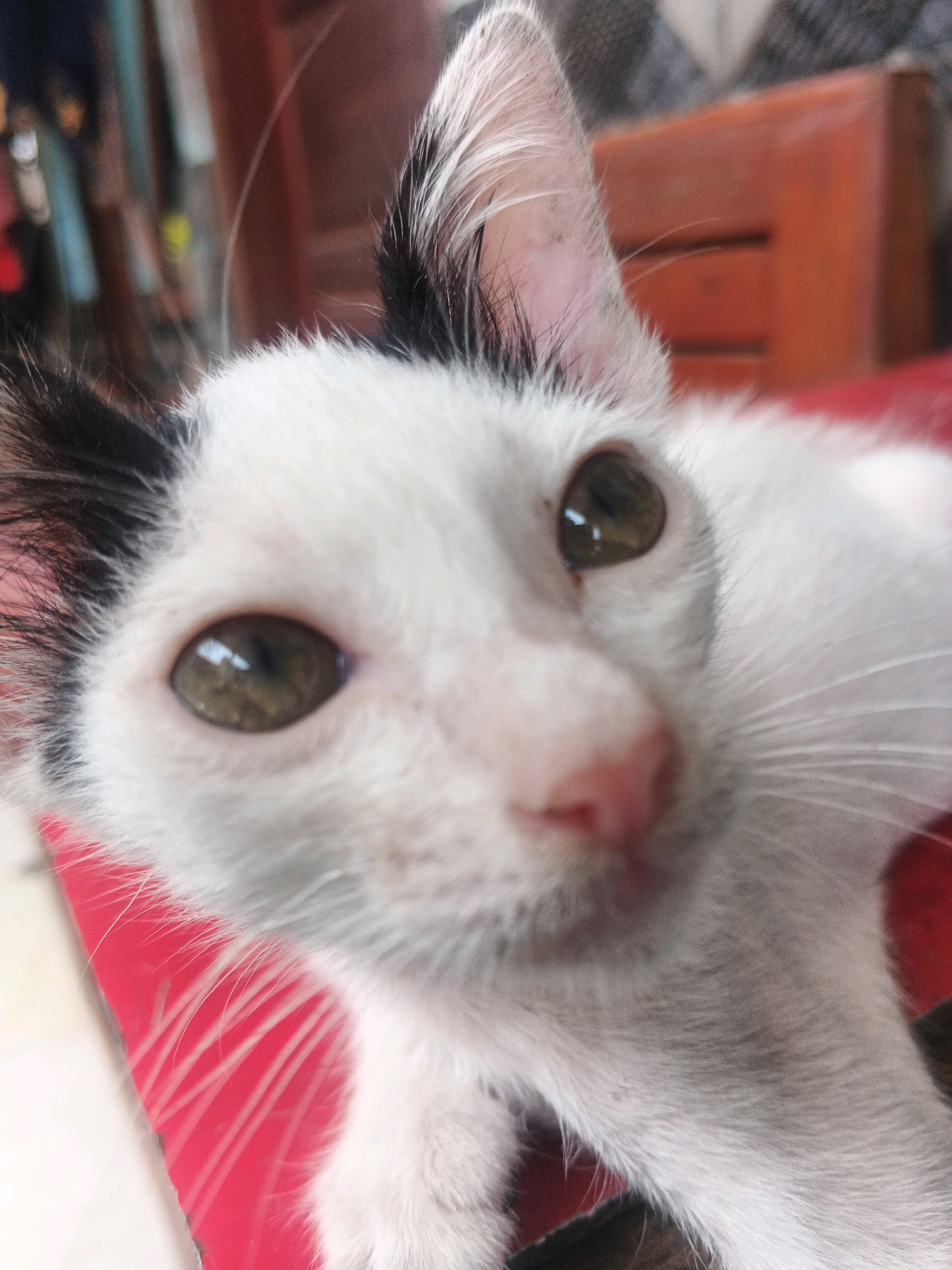 A close-up, medium shot shows a white kitten with black markings on its ears and forehead. The kitten's eyes are large and appear to be light brown or hazel. Its nose is pink, and its whiskers are prominent. The kitten is lying on a red surface, which appears to be a chair or cushion. In the background, out of focus, are some blurred objects, possibly furniture and a wall, suggesting an indoor setting. The overall lighting is natural and diffused. The location in Kadu, Indonesia is not discernible from the image itself.