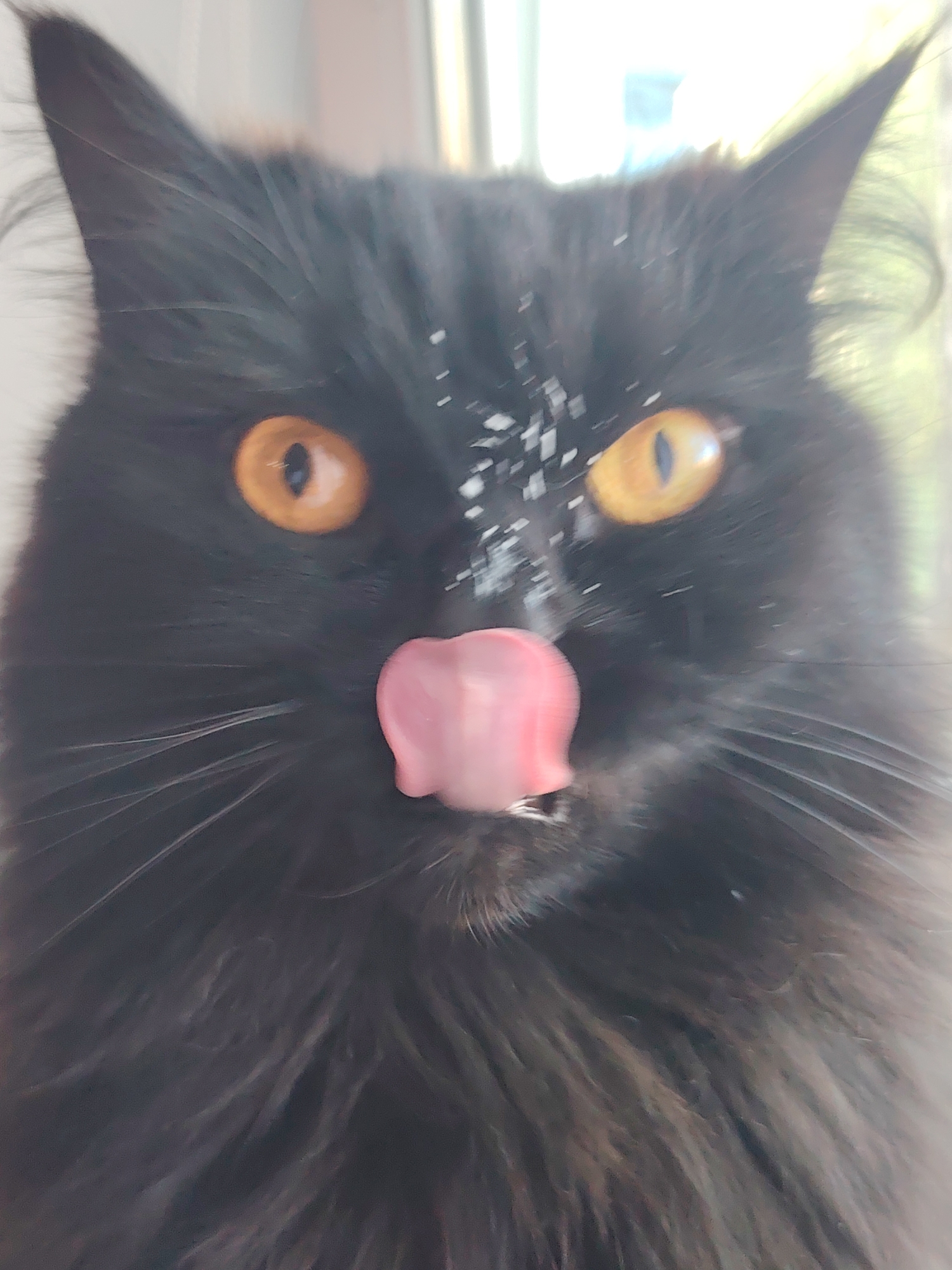 A close-up shot depicts a black cat with amber eyes and a pink tongue protruding from its mouth. There are white specks on the cat's face. The background is blurred, but hints of a window and greenery are visible. No city is visible.