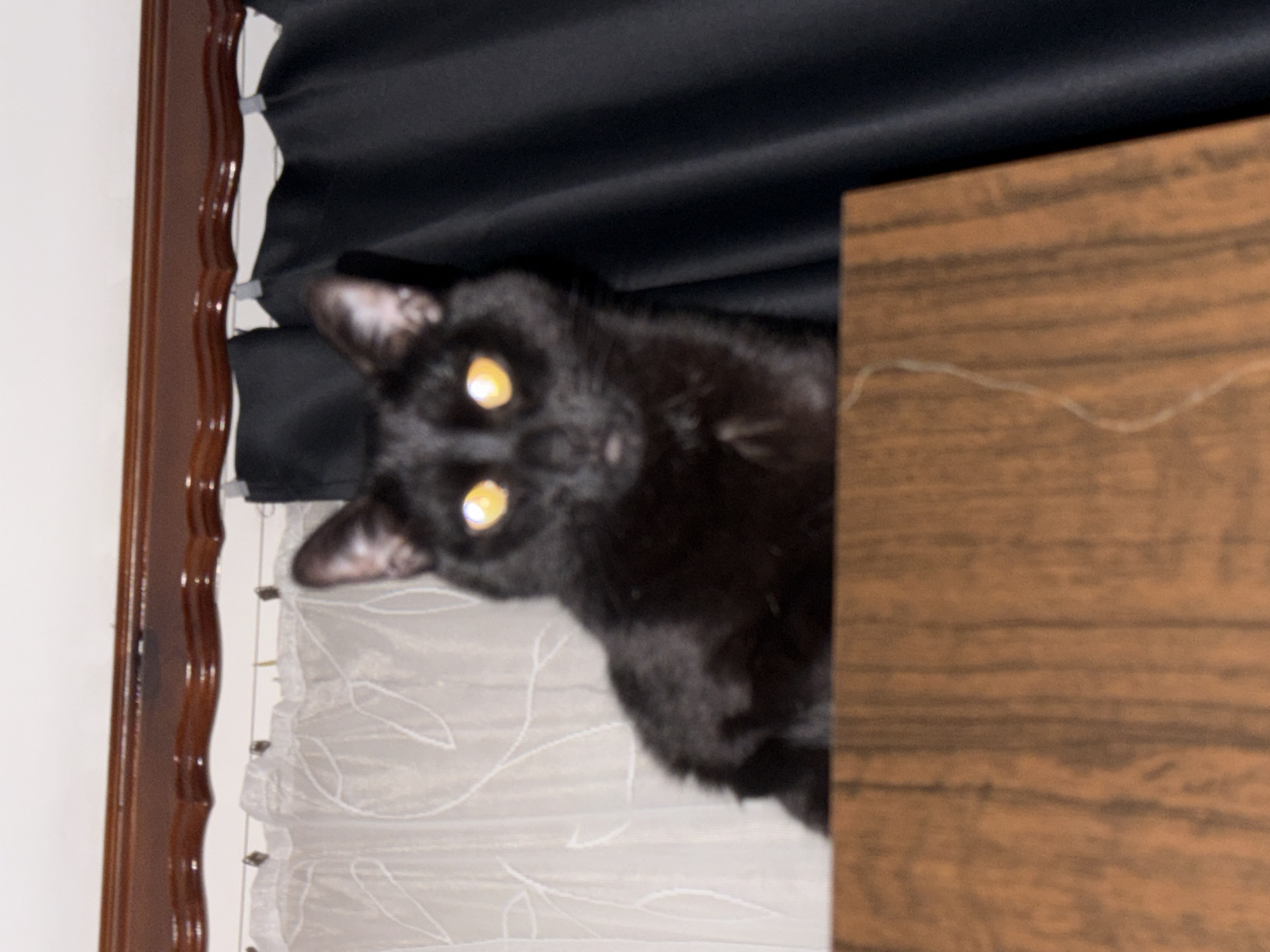 An indoor scene captures a black cat with prominent, glowing yellow eyes looking directly at the viewer. The cat's head and front part of its body are visible, positioned as if it is peering over or around an object. Its fur appears dark and sleek.
On the left side of the frame, there is a dark brown, carved wooden trim or frame, possibly part of a window or door. Behind the cat's upper body and to the left, dark black fabric, possibly a curtain or drape, is visible, gathered in folds. Below the cat and to the left, a translucent white curtain with a faint, light-colored leaf or floral pattern hangs, secured at intervals by small grey clips.
On the right side of the image, a light brown wooden surface with a visible grain is prominent, obscuring part of the cat's body. This surface could be a piece of furniture like a cabinet, shelf, or table. The overall impression is that the cat is observing from a partially concealed spot within a room. The glowing eyes suggest the photo was taken in low light, possibly with a flash. There is no visible text in the image.