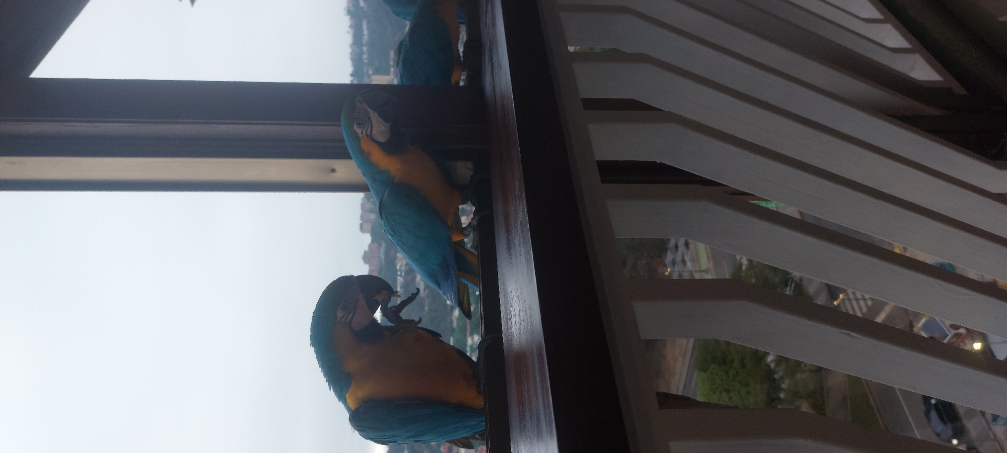 The image depicts two blue-and-yellow macaws perched on a balcony railing. The background shows a cityscape, identifiable as Caracas, Venezuela, due to the presence of mountainous terrain and densely packed urban structures. The balcony features dark-colored wood frames and white horizontal slats, suggesting an enclosed space. One macaw is facing forward, while the other is looking towards the camera and grooming its foot. The sky is overcast.