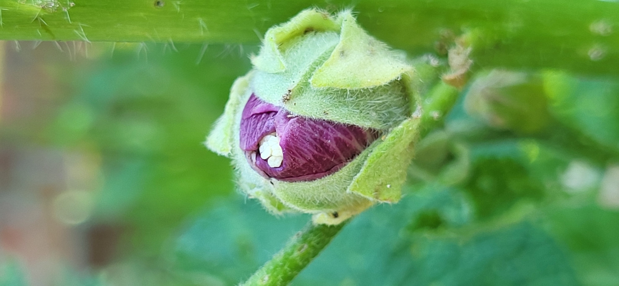 A close-up, vertical, outdoor photograph shows a purple flower bud covered in soft, light green sepals. The sepals are fuzzy and enclose the bud tightly, with only the very top of the purple petals visible. Small, white, bead-like structures are nestled at the center of the visible petals. The bud is attached to a green, fuzzy stem that extends diagonally across the left side of the frame. A thicker, spikier green stem is visible on the right side. The background is a soft blur of green and light-colored bokeh, suggesting a garden or natural environment. The image was taken in Tetianivka, Ukraine.