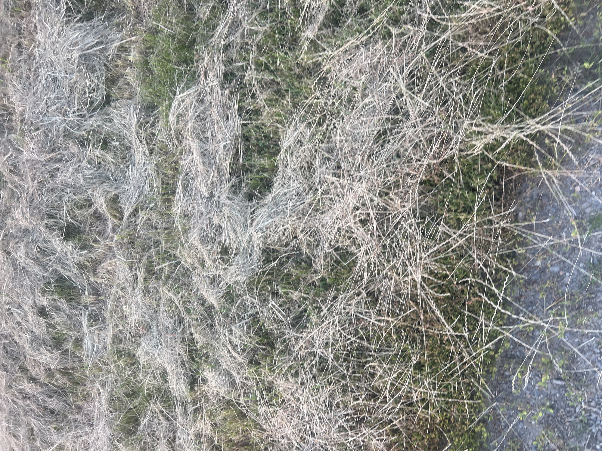 The image shows a close-up, overhead view of dry, matted grass and some green vegetation on a slope. The dry grass appears to be mostly straw-like and light brown, with some strands standing up. Interspersed with the dry grass are patches of green grass and small plants. The ground beneath the vegetation is not clearly visible but appears to be soil and possibly some small stones. There are no people or animals visible in the image. The lighting suggests it is daytime, with a soft, diffused light. The environment appears to be a natural, uncultivated area, possibly a roadside embankment or a field. The location is identified as Bârnova, Romania, but this specific scene does not provide any distinctive landmarks or context to confirm this without further information.