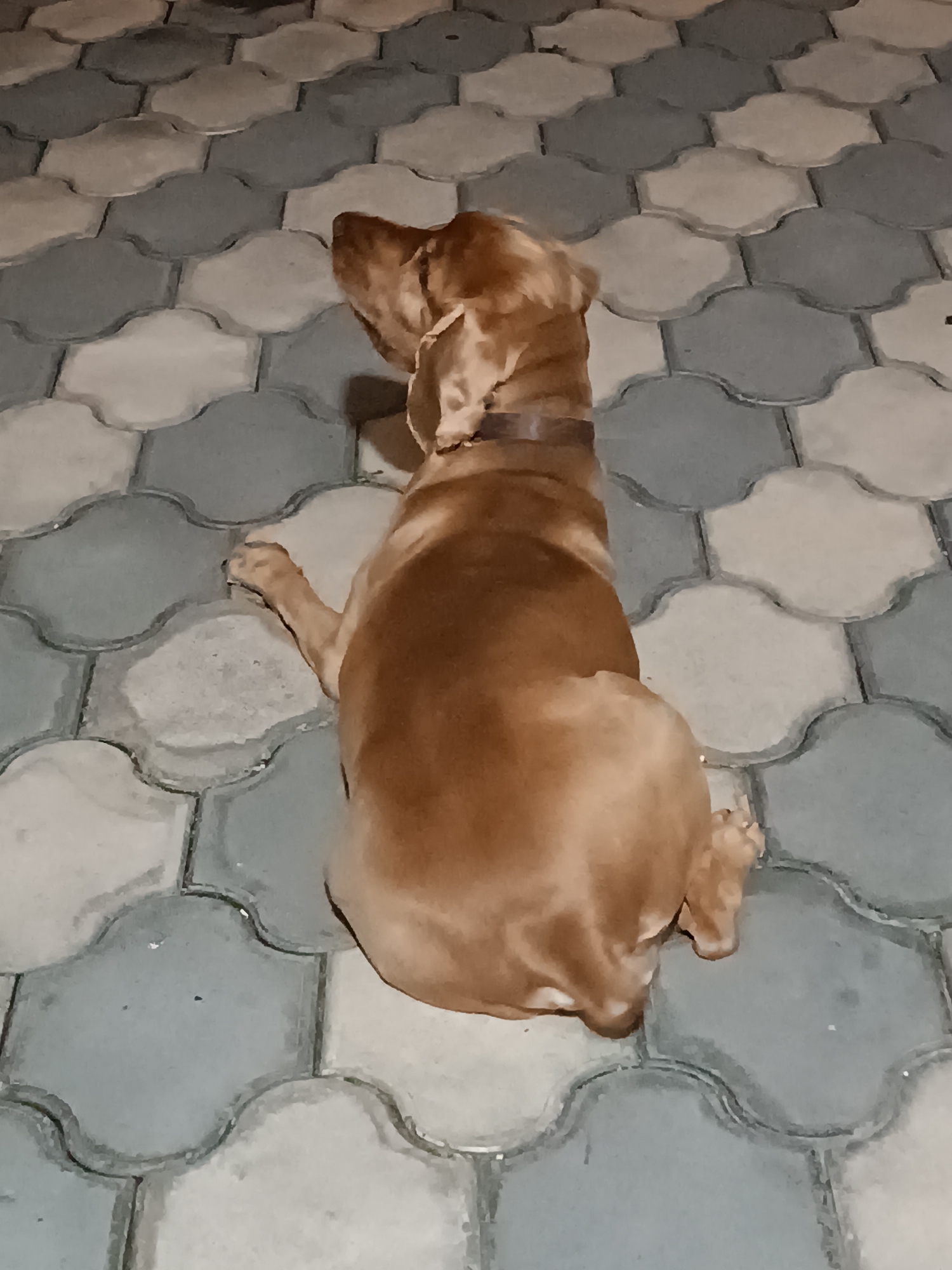 A medium-sized dog with light brown fur is sitting on a patterned pavement. The dog is facing away from the camera, looking to the left. The pavement is made of interlocking, curved rectangular blocks, alternating between light gray and off-white. The dog is wearing a dark brown collar. The scene appears to be outdoors, possibly a courtyard or walkway. The specific location within Tbilisi, Georgia, cannot be determined from the provided image alone.