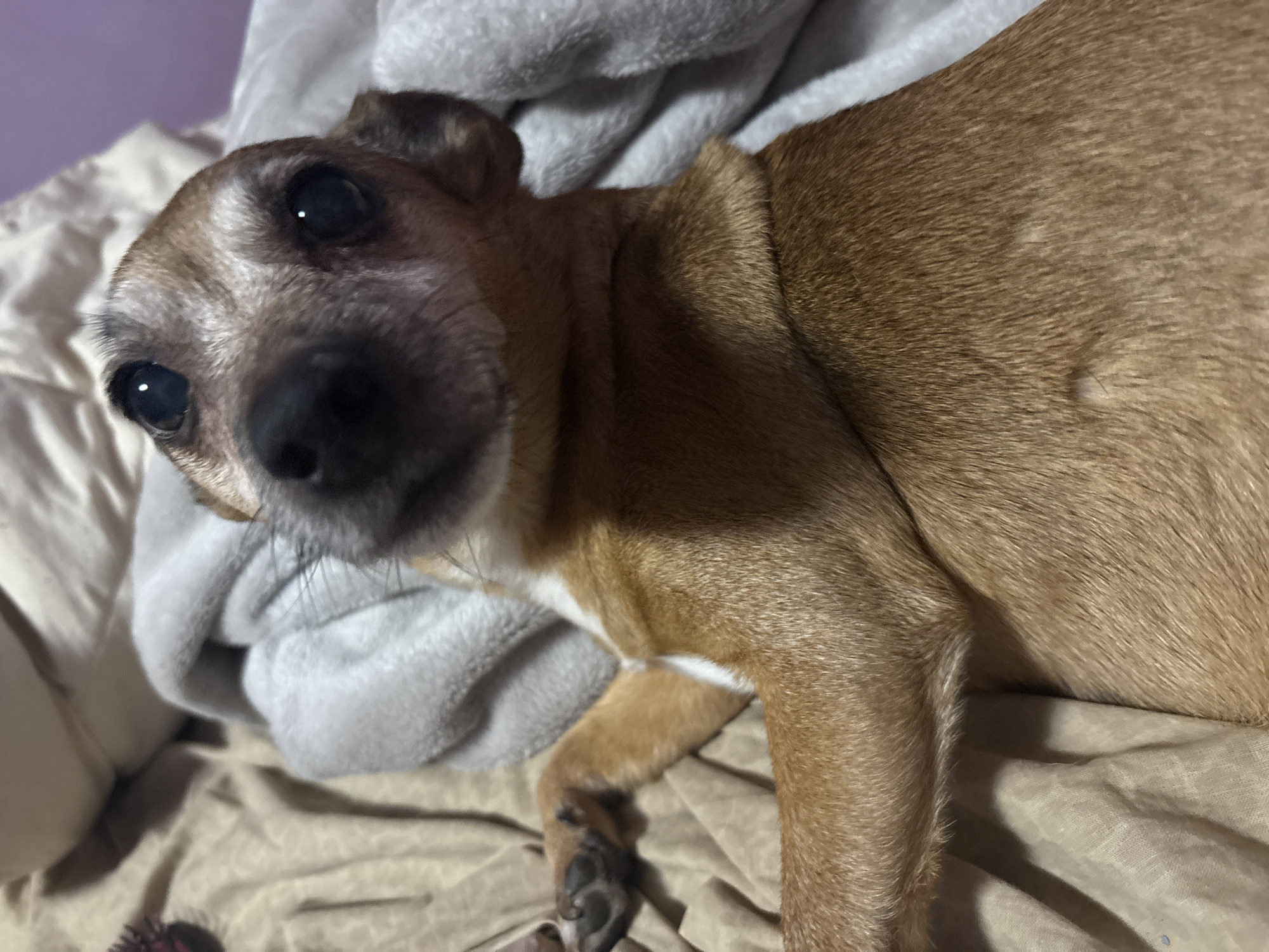 A chihuahua dog is lying on a bed covered with a tan blanket and a grey fleece blanket. The dog is looking up at the camera with its head tilted. Its fur is mostly tan with some white markings on its chest. The background is blurry but appears to be an indoor setting. The image does not provide any information about the location in the city of Burgas, Bulgaria.