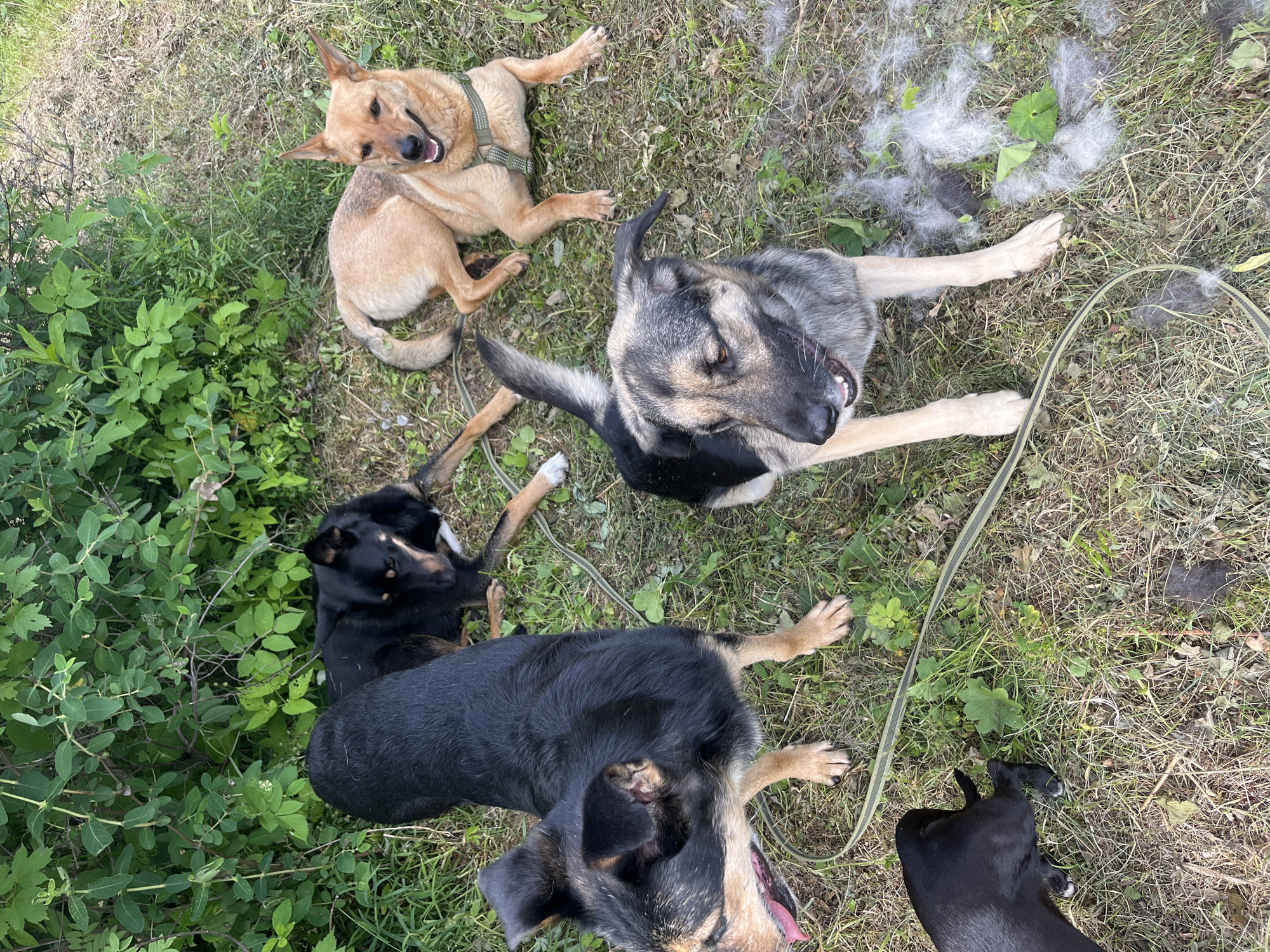 Four dogs are lying and standing on the grass next to a dense green bush. One dog, a black and tan German Shepherd mix, is standing in the foreground, facing left with its mouth open. To its right, a tan dog lies on its side, facing right, with its mouth open. Behind the tan dog and to the left, another black and tan dog lies down, facing right. Partially visible in the bottom left corner is the hindquarters of a black dog. The ground is covered in dry grass and patches of green vegetation. There are also several clumps of light gray fur scattered on the grass, particularly near the German Shepherd mix. A green and yellow striped leash is visible on the ground. The image was taken outdoors in a natural environment, with no visible urban features or signs of the city of Nizhny Tagil, Russia.