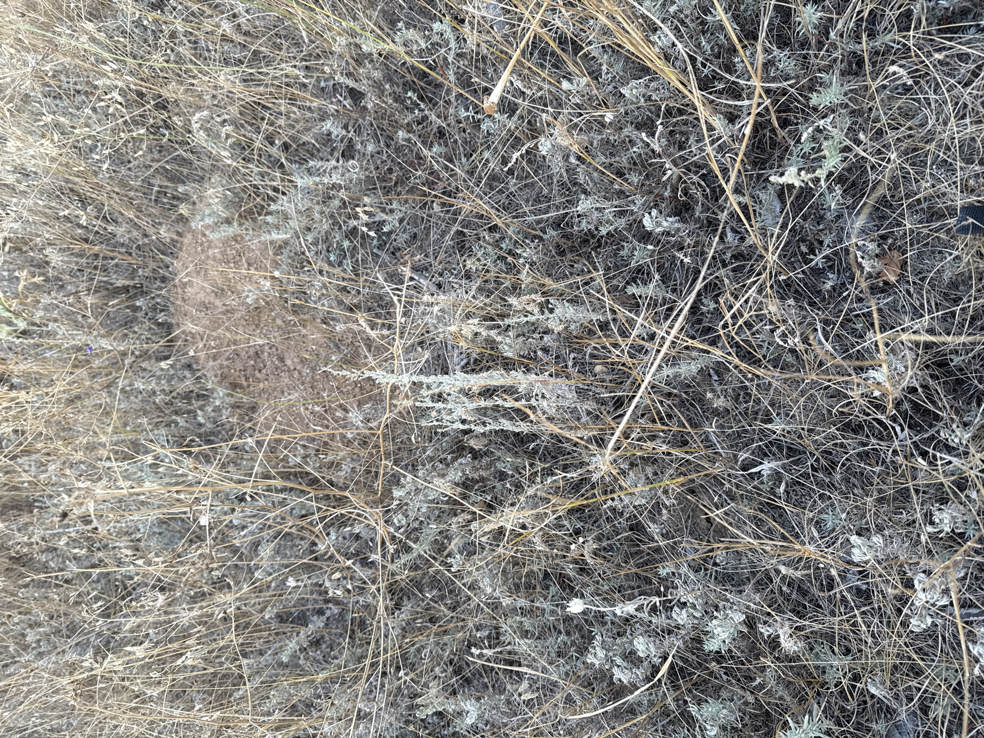 The image depicts a close-up view of dry, desiccated vegetation, predominantly grasses and low-lying plants, with a patch of disturbed reddish-brown soil in the upper central area. The ground is covered in a dense mat of thin, brittle stalks and leaves, in shades of light brown, gray, and dark brown. Some of the plants have small, pale, feathery structures. A single small purple flower is visible in the upper left quadrant. The overall environment appears to be a dry, possibly arid, outdoor setting, typical of a field or uncultivated area. The image does not provide information that would allow for a specific location within the city of Орловка, Russia.