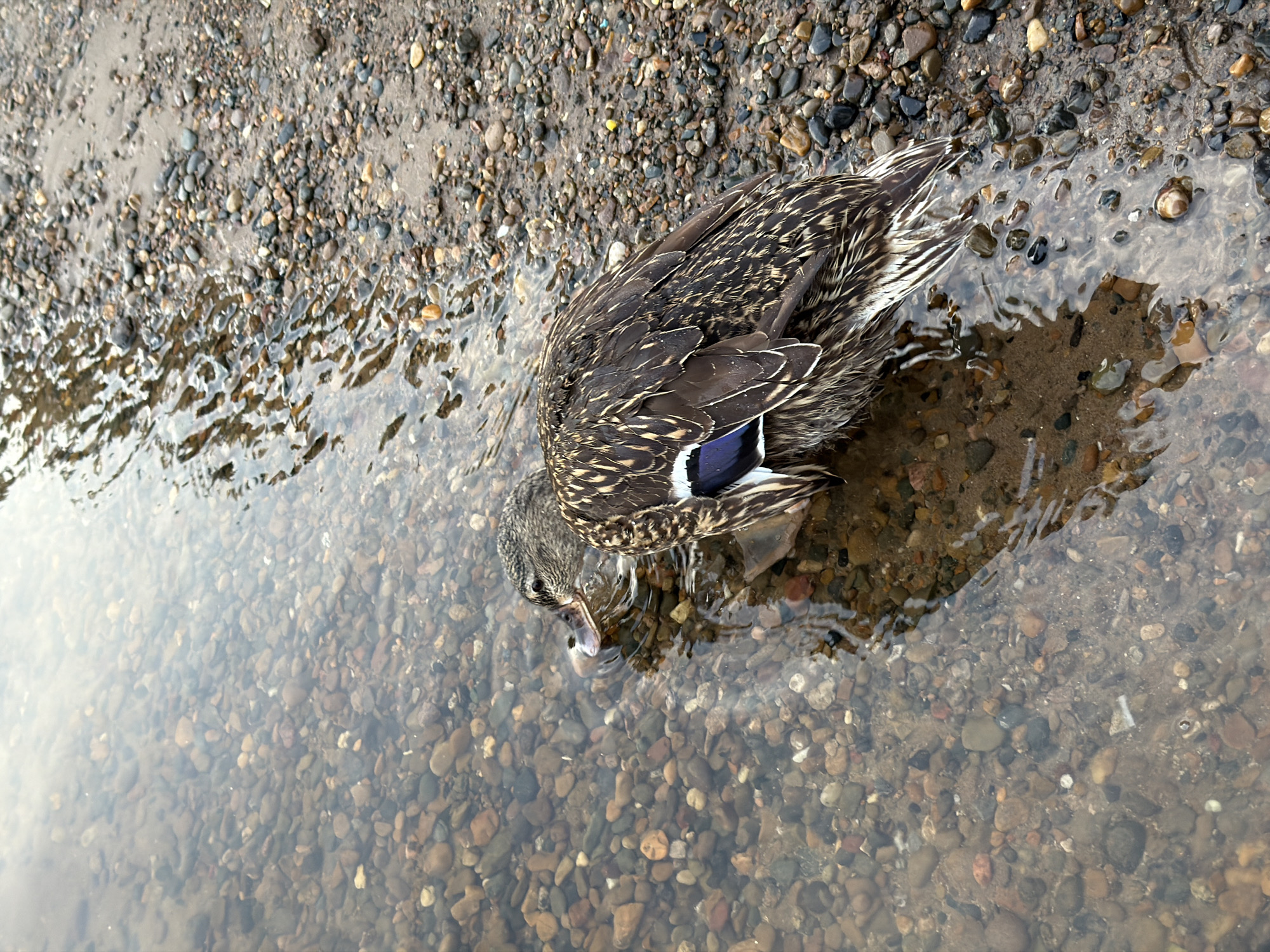 A duck with brown and white feathers is partially submerged in shallow, clear water at the edge of a gravelly shore. The duck's head is lowered, and its beak is near the water's surface. The water reflects the sky and surrounding environment. The shore is covered in small, smooth stones of various colors, including brown, gray, and white. The image appears to be taken outdoors, likely near a body of water, in Chaikovsky, Russia.