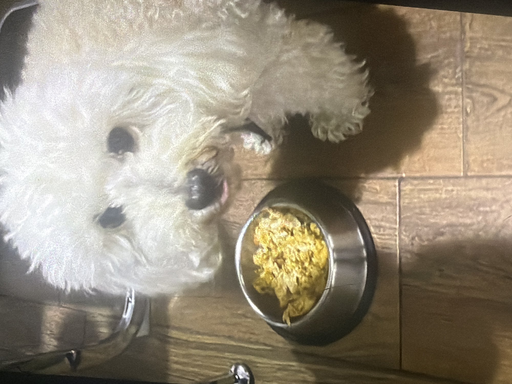 A fluffy white dog lies on a wooden floor next to a metal food bowl filled with yellow kibble. The dog's head is turned towards the bowl, and its mouth is slightly open. The scene appears to be indoors, possibly in a kitchen or dining area. There is a shadow cast on the floor to the left of the dog. The overall impression is one of domesticity and pet care. The image does not provide any information about the location in Bukuru, Nigeria.