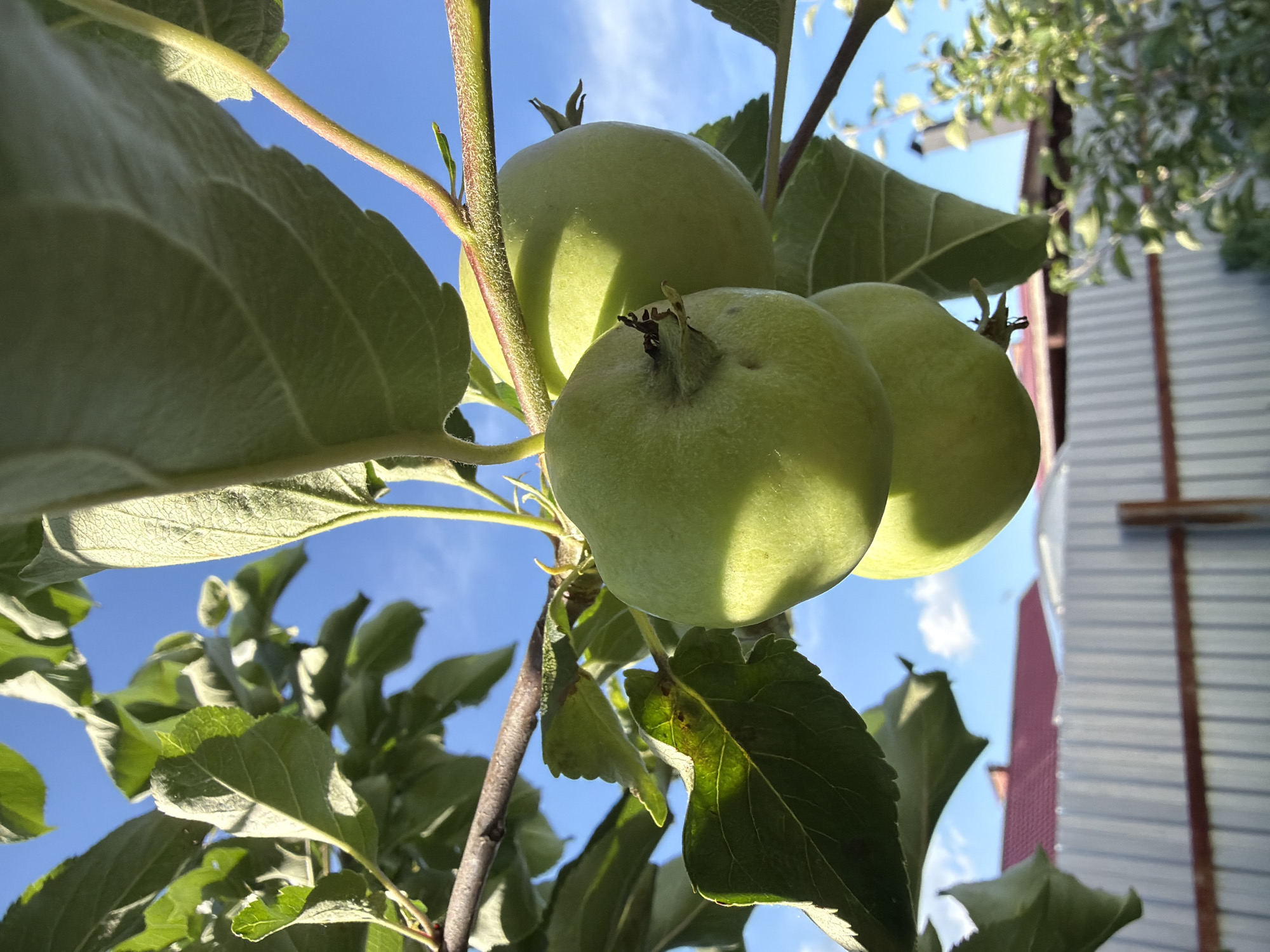 The image shows a close-up view of three unripe green apples hanging from a branch of an apple tree, set against a clear blue sky with a few wispy clouds. The apples are slightly clustered together, with two positioned side-by-side and one hanging below them. Sunlight illuminates the apples, casting shadows and highlighting the textured surface of the leaves and branches. In the background, a light-colored metal fence is visible, topped with a wooden railing. Beyond the fence, the reddish-tiled roof of a building is partially visible, and further in the distance, the branches of another tree with green foliage can be seen. The overall setting suggests a residential outdoor environment in a rural or suburban area, consistent with the location of Узюково, Russia. There are no people or animals present in the image.
