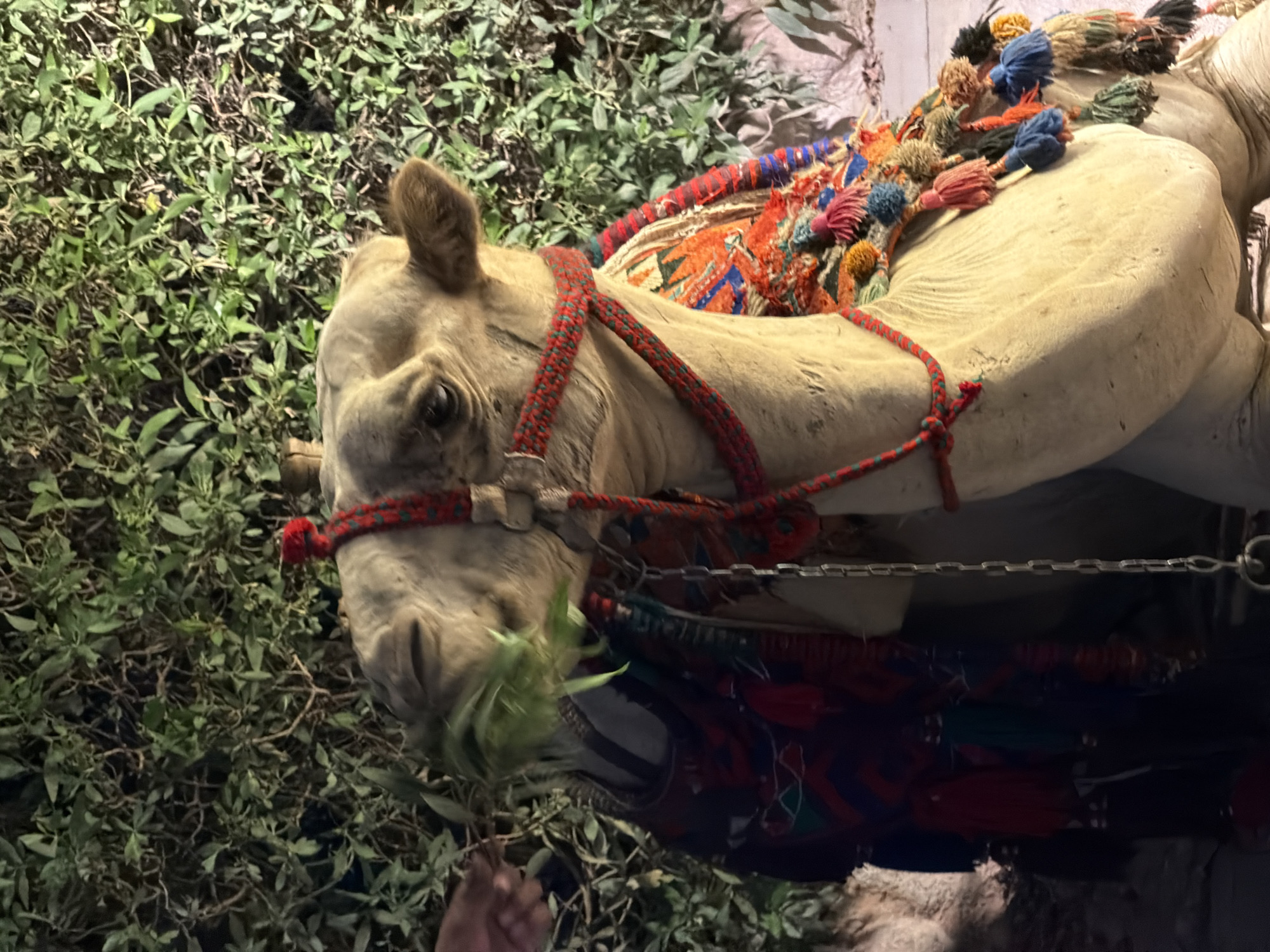 A camel, adorned with a colorful, tasseled blanket and a red rope halter, is being fed a bunch of green grass by a person's hand in Sharm El Sheikh, Egypt. The camel's head is turned to the left, and it is in the process of eating. The background consists of dense green foliage.