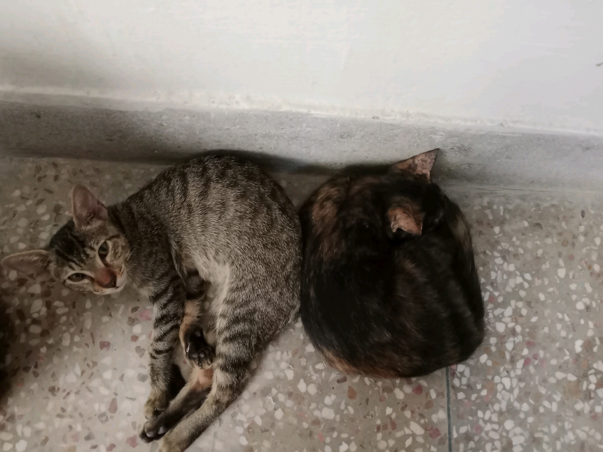 Two cats are resting on a tiled floor next to a wall. The cat on the left is a tabby with grey and black stripes, lying on its side with its head turned towards the camera. Its eyes are open, and it appears to be awake. The cat on the right is curled up, facing away from the camera, and its fur is a mix of dark brown and black. The environment suggests an indoor setting, possibly a common area or a sheltered outdoor space within a building. The floor is made of terrazzo tiles with a speckled pattern of white, grey, and pinkish-brown. The wall behind the cats is painted white and shows some texture and signs of wear near the bottom. The lighting is even, indicating it's likely daytime, but there are no visible light sources. The image does not provide any specific clues to pinpoint the location within Bahawalpur City Tehsil, Pakistan, other than the general appearance of common urban building materials.