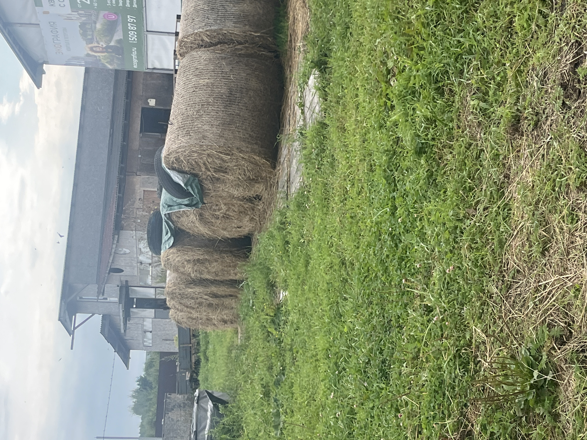 In Vladimirovka, Russia, this image captures an outdoor scene dominated by a cluster of large, round hay bales positioned in the foreground. The hay bales are tightly packed and appear to be covered in places with a green tarp. Behind the hay bales, a rustic, weathered building complex is visible, with structures exhibiting signs of age and disrepair, including corrugated roofing and wooden walls. A large billboard is attached to one of the buildings, displaying an advertisement with text and an image of a person. The surrounding environment is characterized by green grass and a slightly overcast sky.