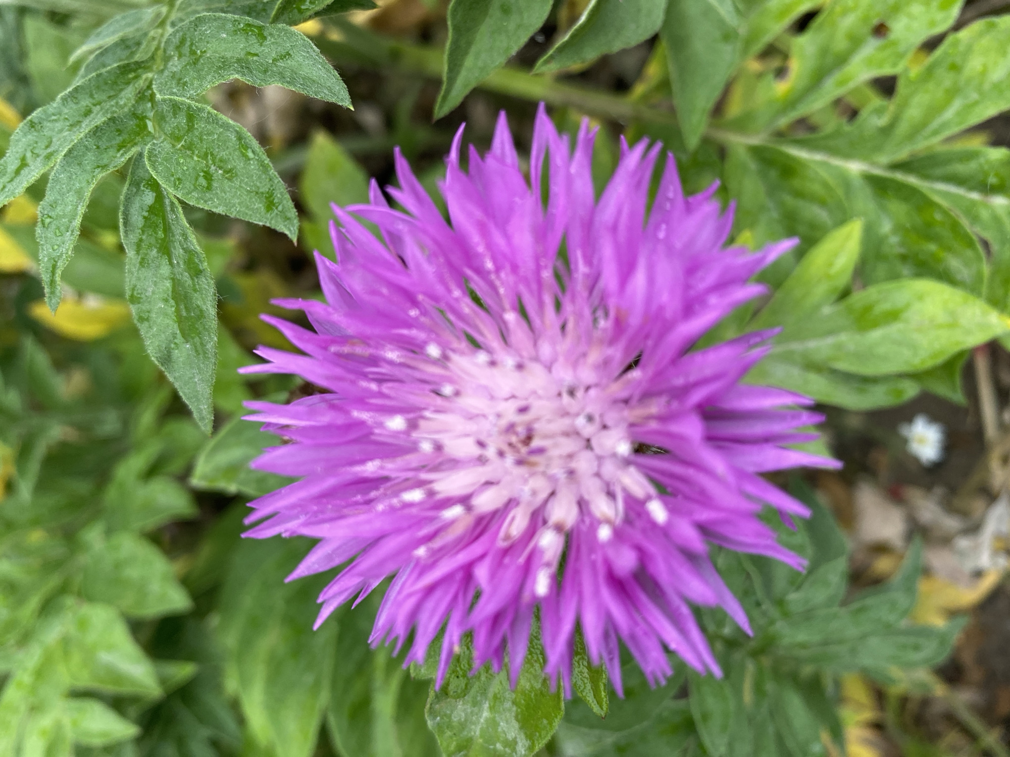 The image shows a close-up of a purple flower with a spiky appearance, surrounded by green leaves. The flower has a lighter, whitish center. The leaves are various shades of green, and some appear to have water droplets on them. The setting appears to be outdoors. No information about the city of Dnipro, Ukraine, or specific location is apparent from the image alone. No people, actions, or interactions are visible.