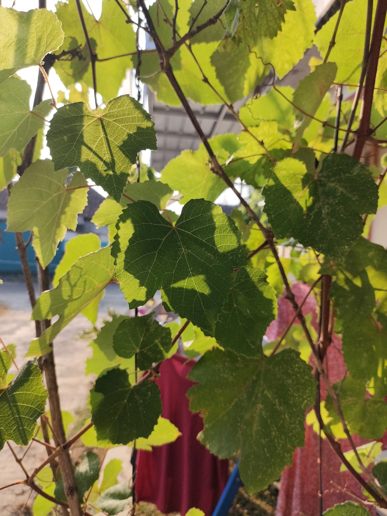 The image shows a close-up of grape leaves with sunlight filtering through them, creating shadows. The leaves are green and have a lobed shape with serrated edges. They are attached to thin, brown vines. In the background, there are out-of-focus elements that appear to be buildings and possibly some red fabric. The overall impression is one of a natural, outdoor setting, possibly a garden or vineyard. The question asks to include the city of Caracas, Indonesia. However, Caracas is the capital of Venezuela, and there is no city named Caracas in Indonesia. Therefore, this location information is incorrect and cannot be included in the description.