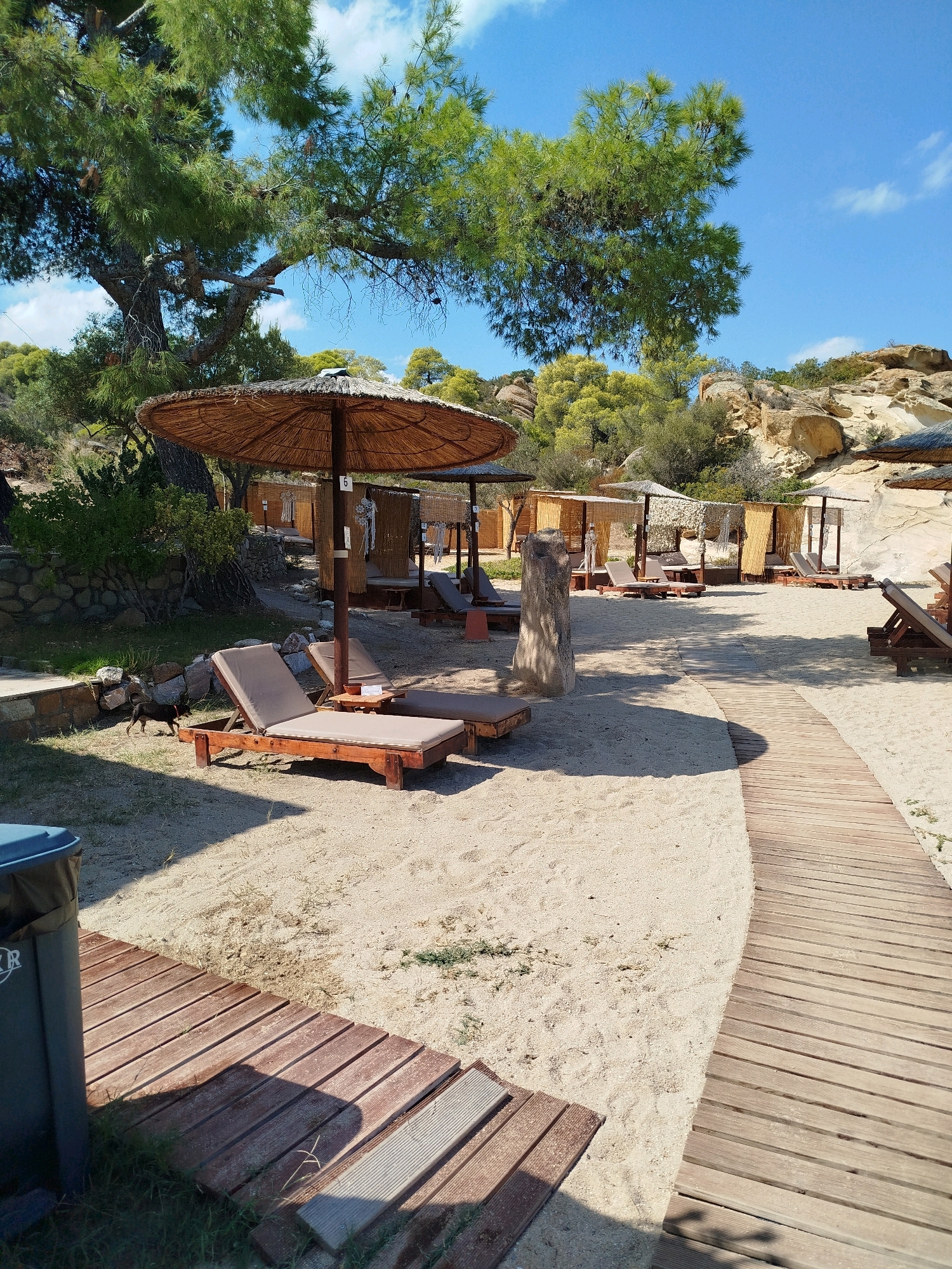 A dog, a small black and tan terrier mix, walks across a sandy beach in Sithonia Municipal Unit, Greece. The dog is positioned in the lower left quadrant of the image, facing left. In the foreground, a wooden pathway made of planks leads into the frame from the right. To the left of the pathway, there are several lounge chairs with beige cushions, some partially covered by shade from thatched umbrellas. In the background, a row of cabanas with bamboo-like coverings is visible, interspersed with more lounge chairs and umbrellas. The beach is backed by a rocky hillside covered with sparse vegetation and trees, under a bright blue sky with scattered white clouds. A large trash bin with a blue lid is situated to the left of the pathway in the foreground.