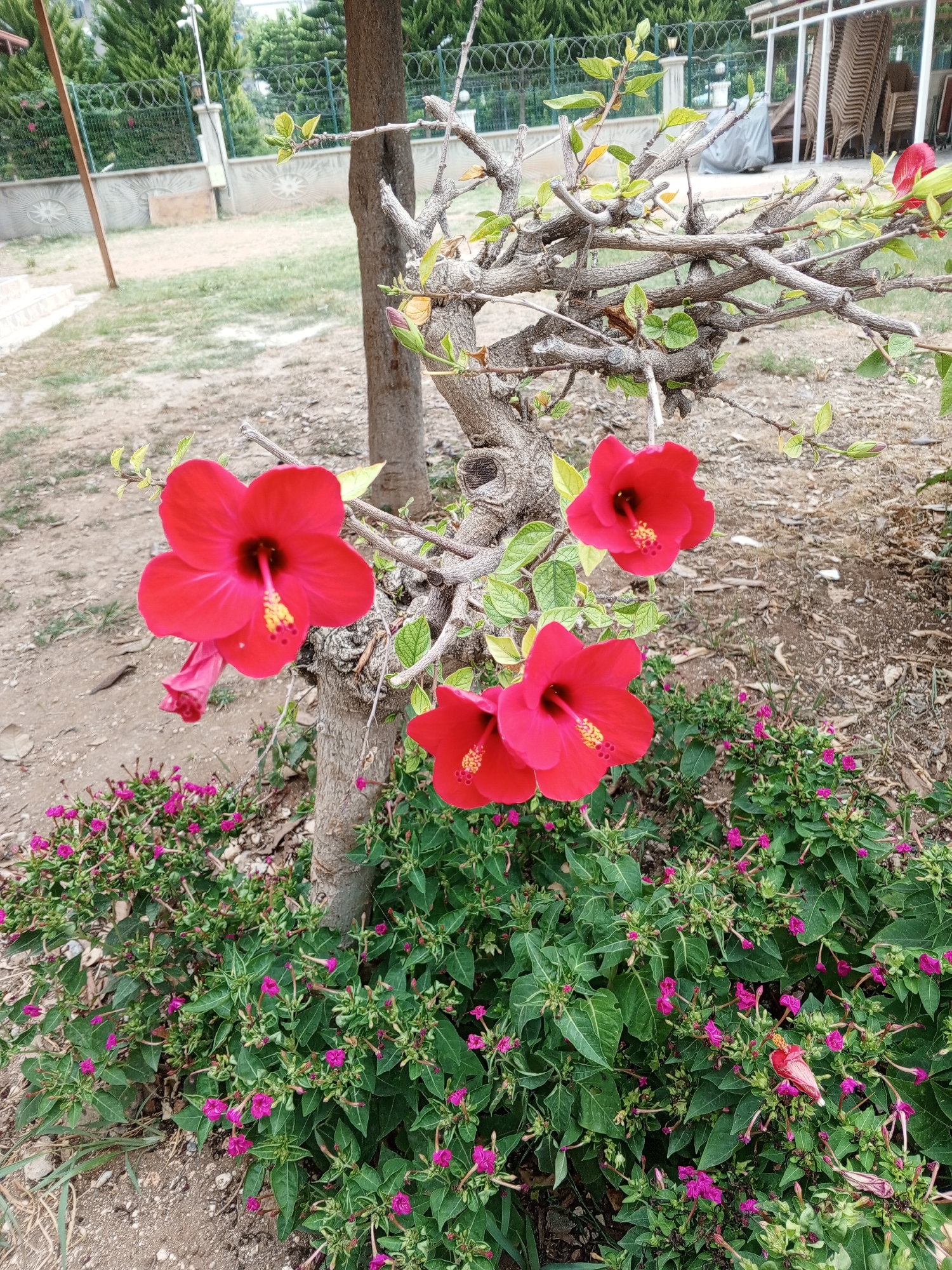The image depicts a close-up view of a hibiscus plant with vibrant red flowers, set against a backdrop of greenery and a tree trunk. In the foreground, several red hibiscus flowers are in bloom, with their petals spread open, revealing yellow stamen. Below the hibiscus plant, a bed of smaller, pink flowers is visible. The tree trunk, with its textured bark, serves as a central element in the composition. The background features a paved area, grass, and a fence. The scene appears to be an outdoor garden setting, possibly in Mezitli, Turkey, given the presence of lush vegetation and the architectural style of the fence. No people or animals are present in the image.