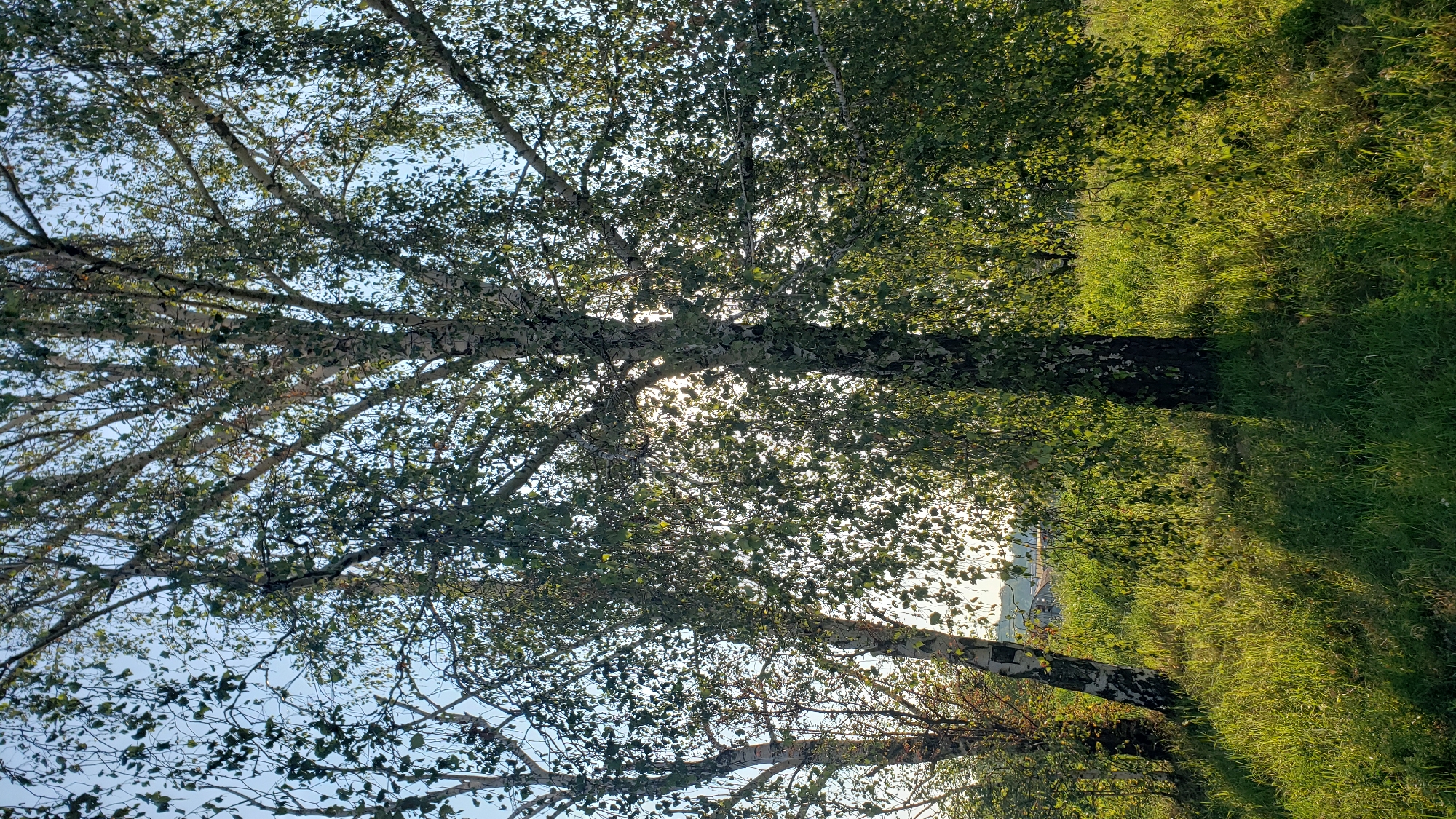 The image depicts a sun-drenched field with several birch trees in the foreground, their leaves casting dappled shadows on the tall, green grass. The sun is visible through the branches of the trees, creating a bright, hazy effect. In the background, a small cluster of buildings is faintly visible, suggesting a rural or semi-rural setting. The scene evokes a peaceful, natural atmosphere. The location is not identifiable within the city of Prešov, Slovakia based on the visual information provided.
