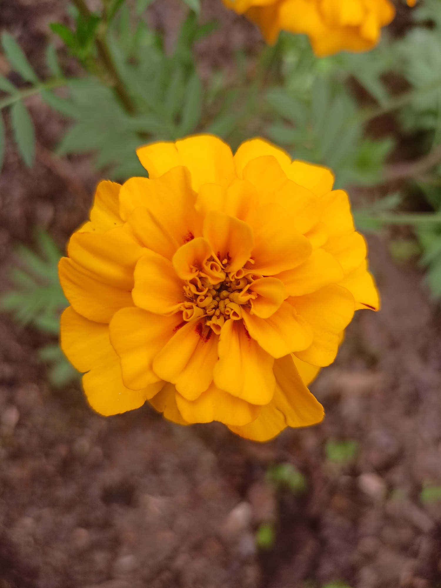 A close-up, overhead shot focuses on a single, vibrant orange marigold flower in full bloom. The flower's petals are tightly packed, creating a ruffled appearance, and the center shows hints of deep red. The background is softly blurred, revealing the dark, earthy soil and hints of green foliage. The image appears to be taken outdoors, likely in a garden setting. This photograph was taken in the city of Chaikovsky, Russia.