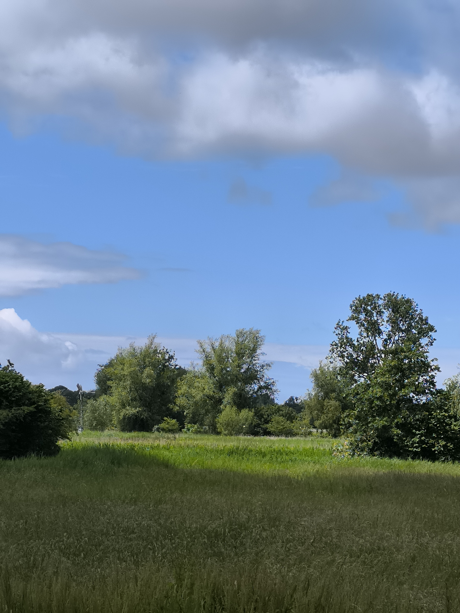 The image depicts a rural landscape under a partly cloudy sky. The foreground is dominated by tall, dry grass, casting a shadow across a portion of the field. Behind the grass, a strip of vibrant green grass is visible, suggesting a mowed area or a different type of vegetation. A line of trees forms a backdrop to the field, with varying densities of foliage and heights. The trees on the right are taller and fuller, with one prominent, large tree with dense, dark green leaves. To the left, a cluster of trees appears less dense, with some lighter green foliage. In the far background, a windmill can be seen peeking through the trees on the left side of the image, providing a clue to the location. The sky is a bright blue with scattered white and gray clouds, indicating fair weather, possibly late morning or early afternoon given the direction of the shadow. The overall mood is serene and natural, evoking a sense of peaceful countryside. There is no visible text in the image.